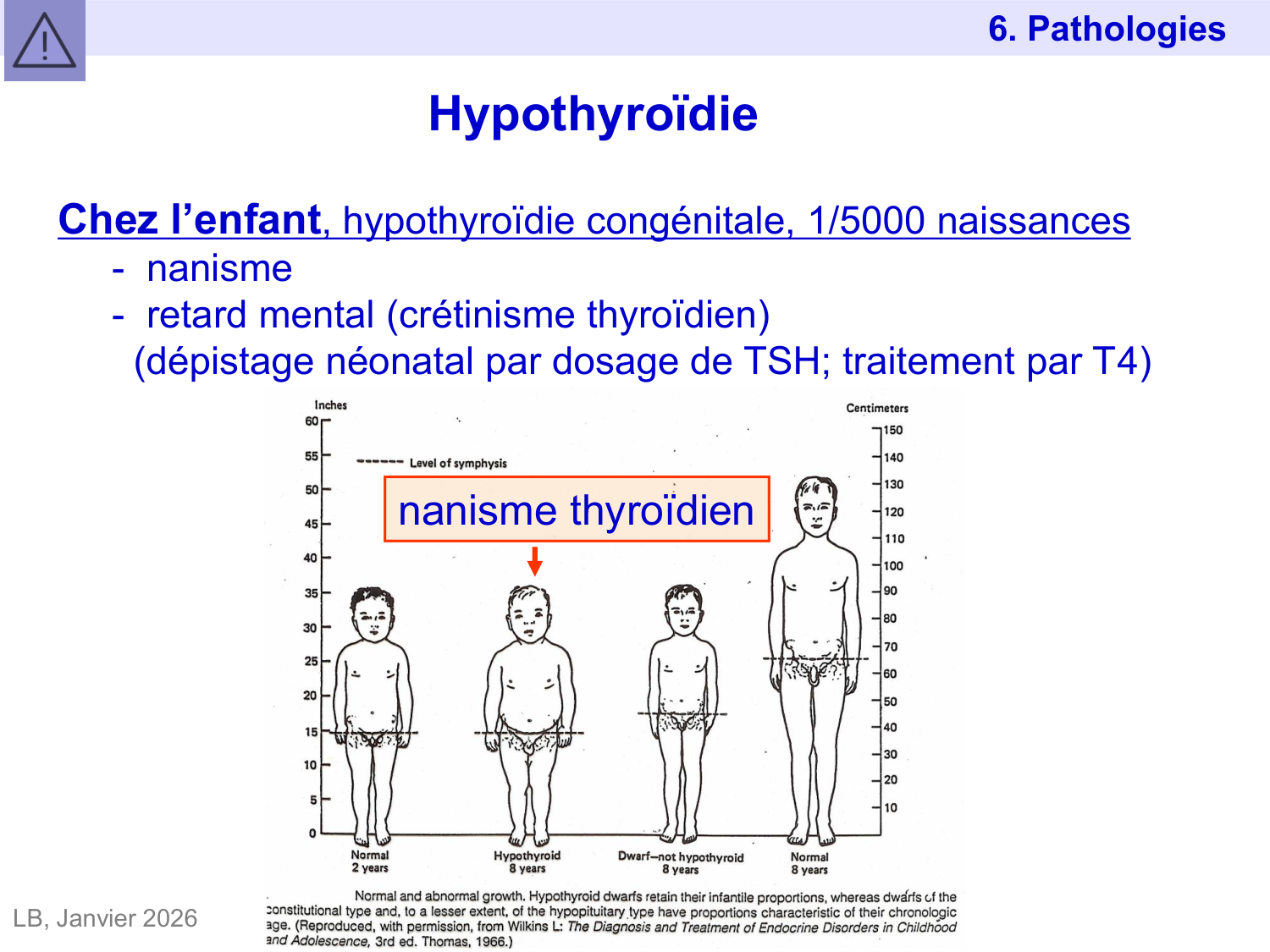 Hormones thyroïdiennes page 43