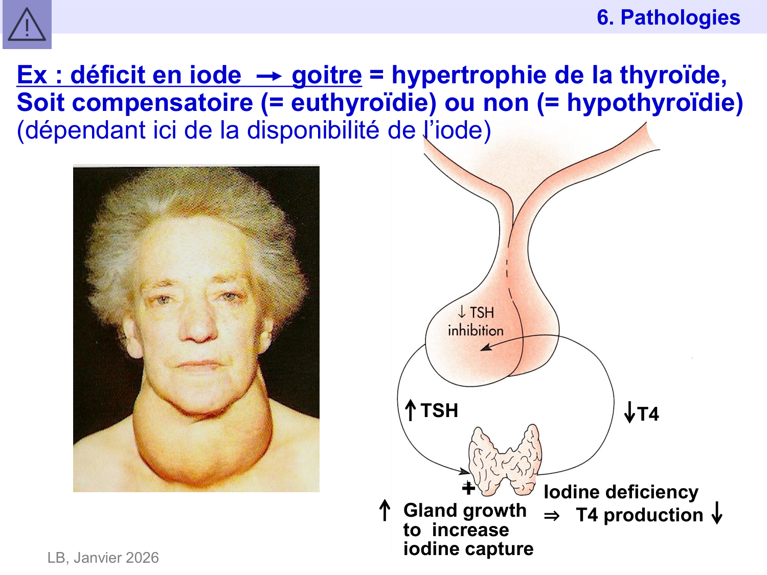 Hormones thyroïdiennes page 49