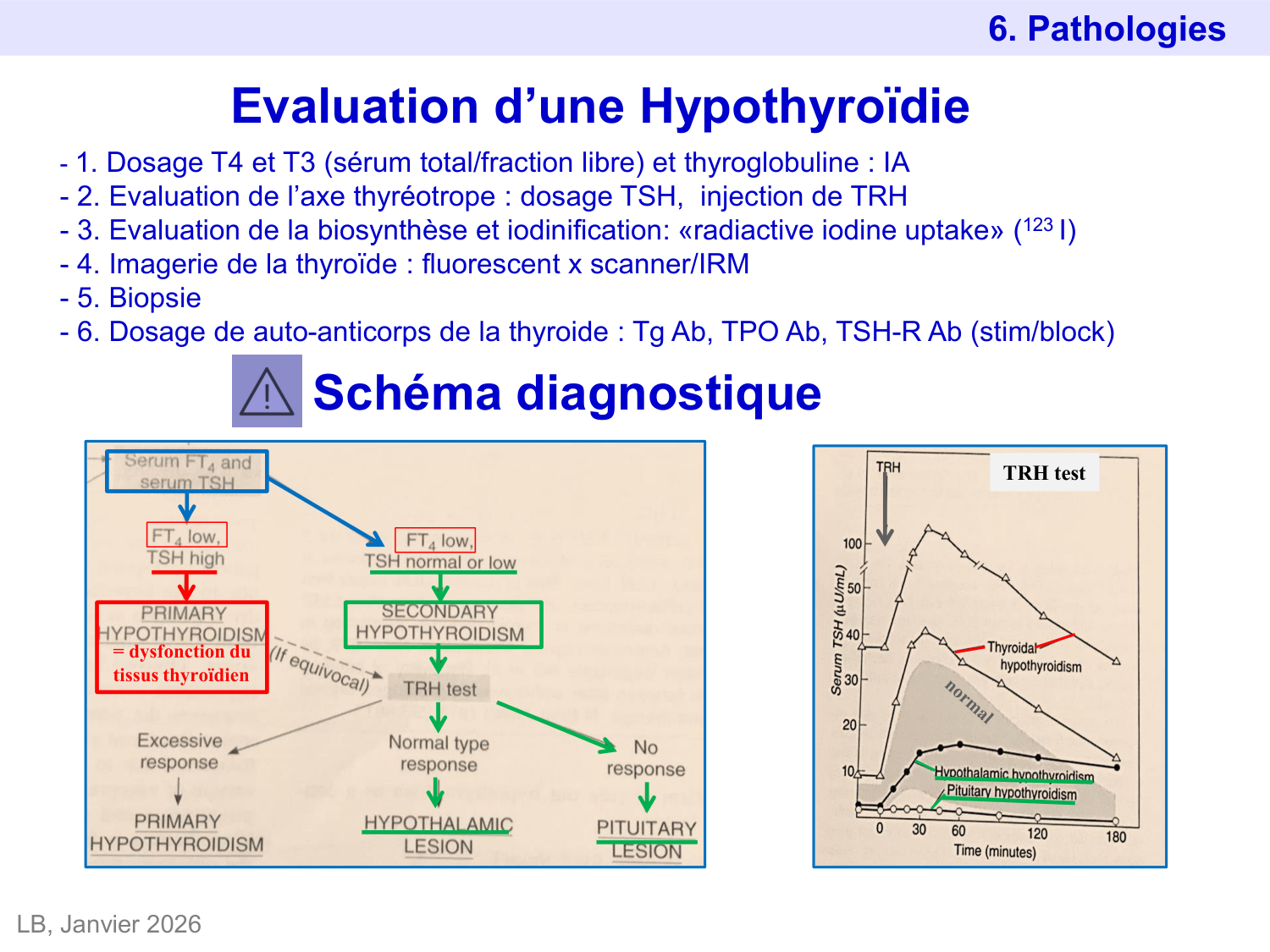 Hormones thyroïdiennes page 52