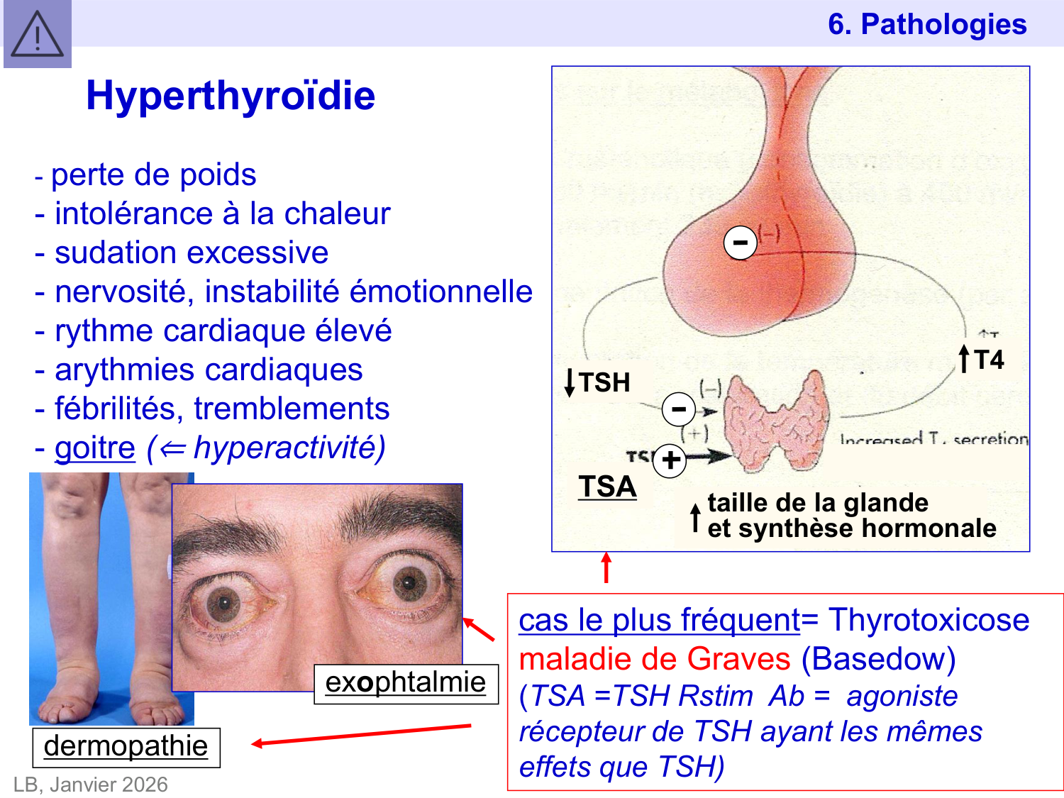 Hormones thyroïdiennes page 53