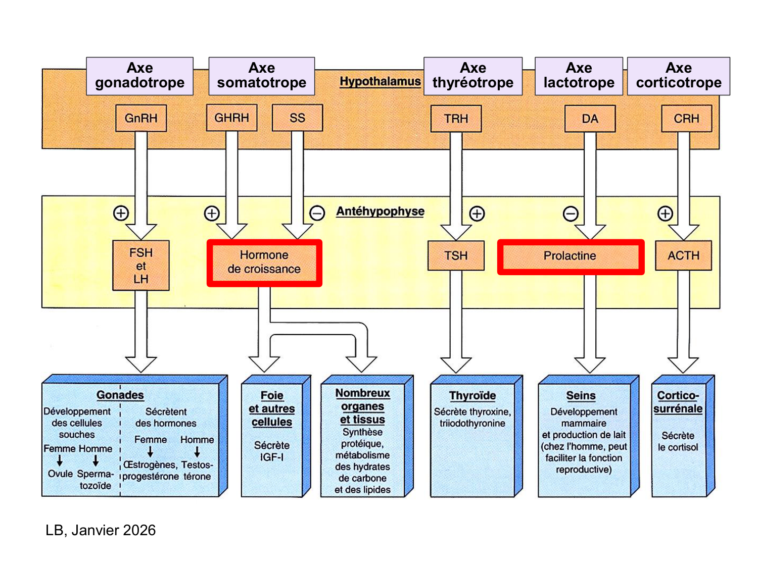 Hormone de croissance et prolactine page 2
