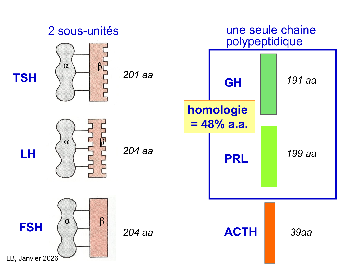 Hormone de croissance et prolactine page 3
