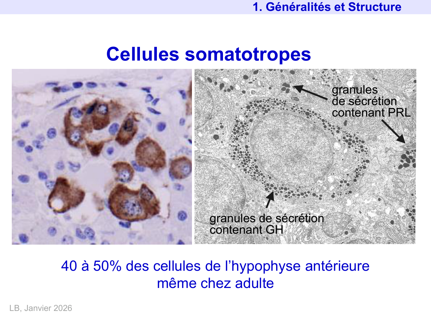 Hormone de croissance et prolactine page 6