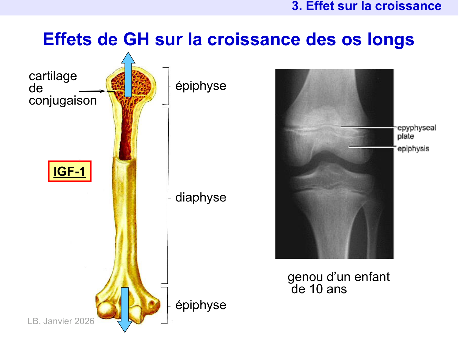 Hormone de croissance et prolactine page 14