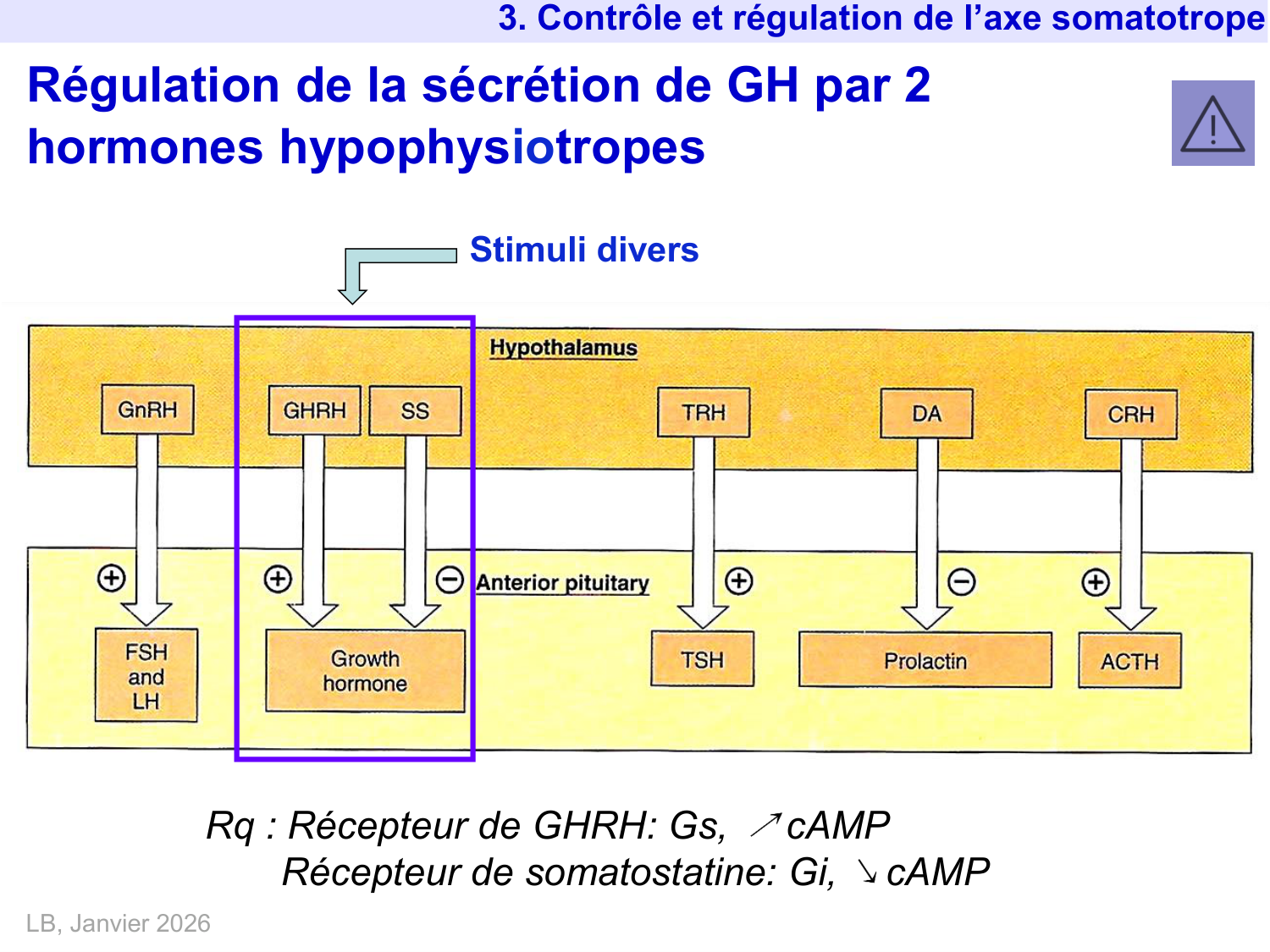 Hormone de croissance et prolactine page 22