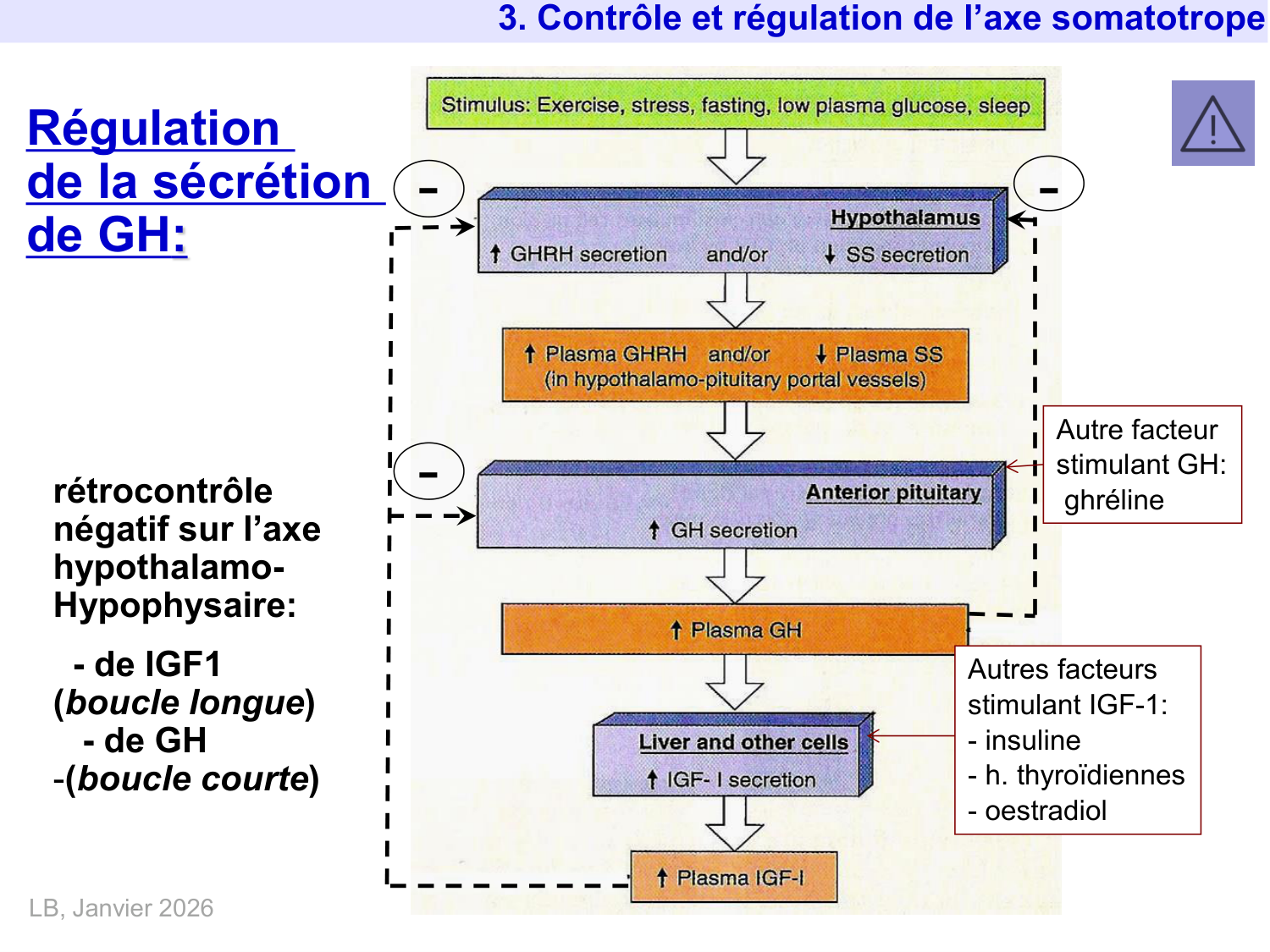 Hormone de croissance et prolactine page 25