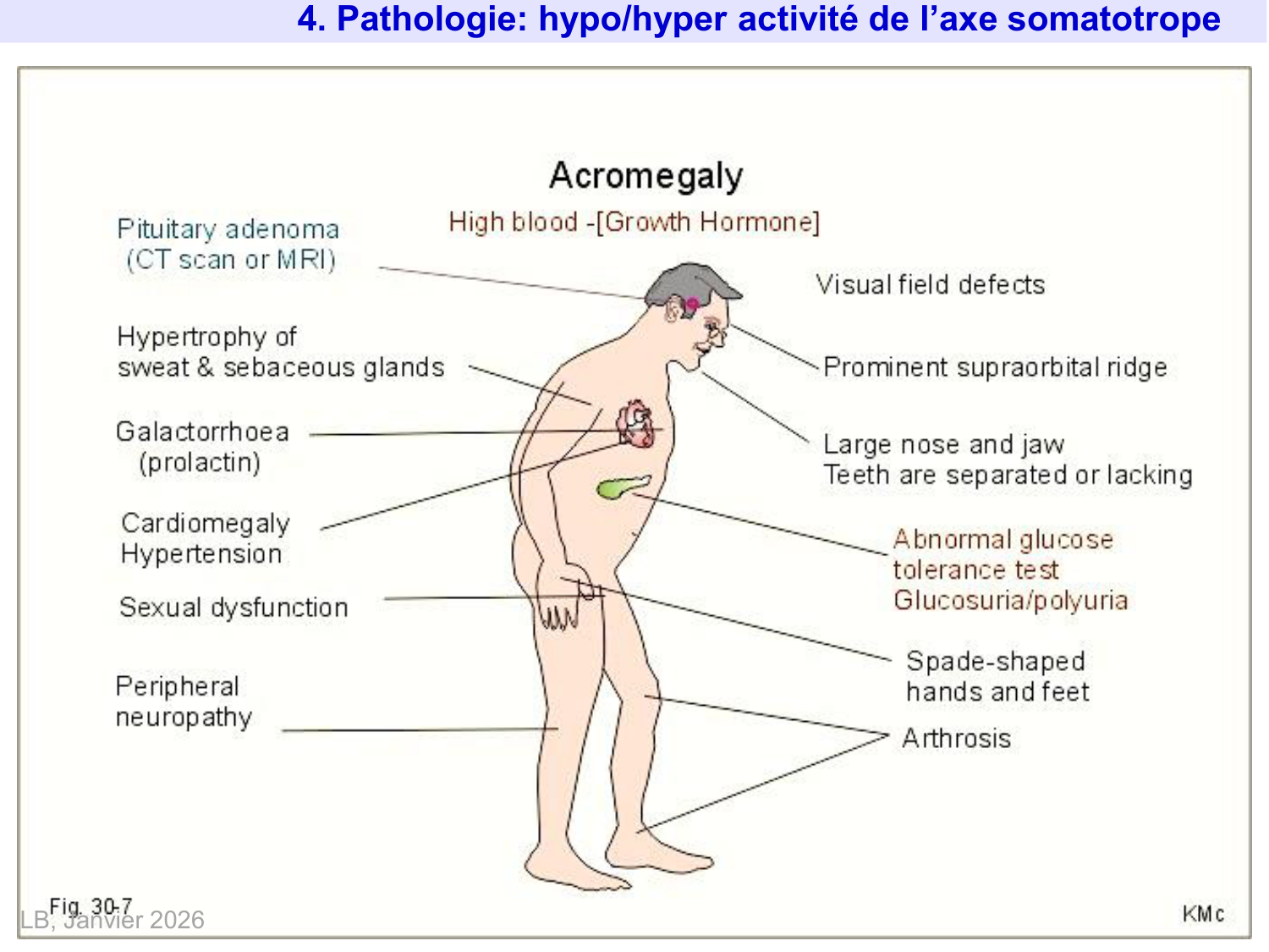 Hormone de croissance et prolactine page 35