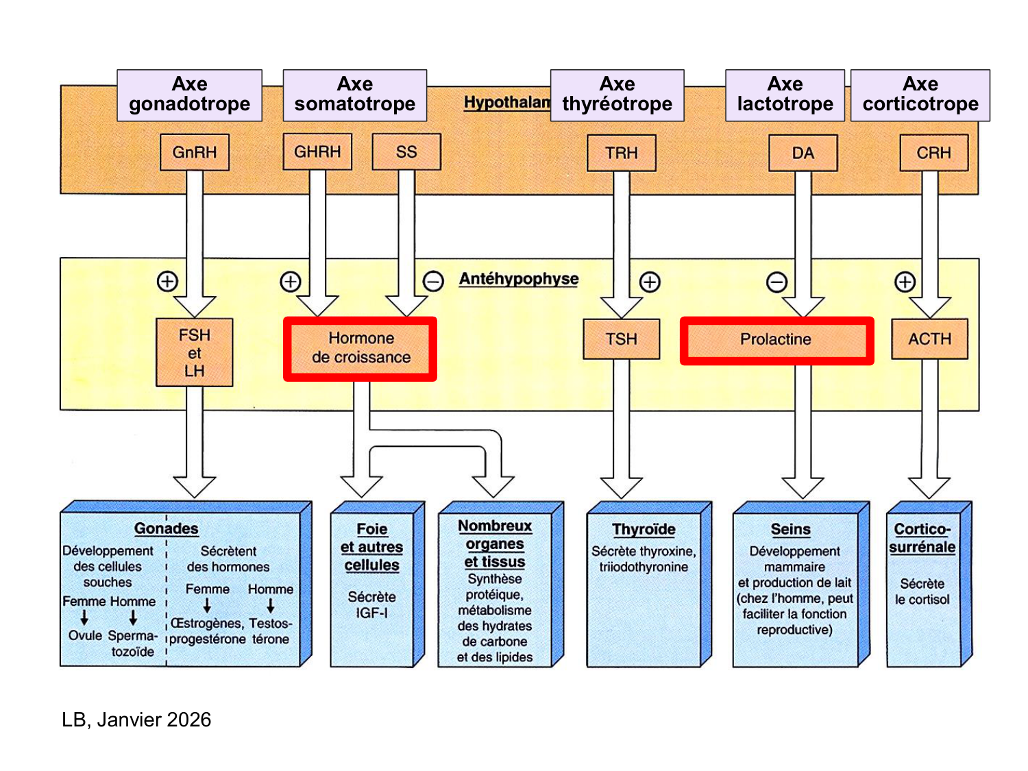Hormone de croissance et prolactine page 40