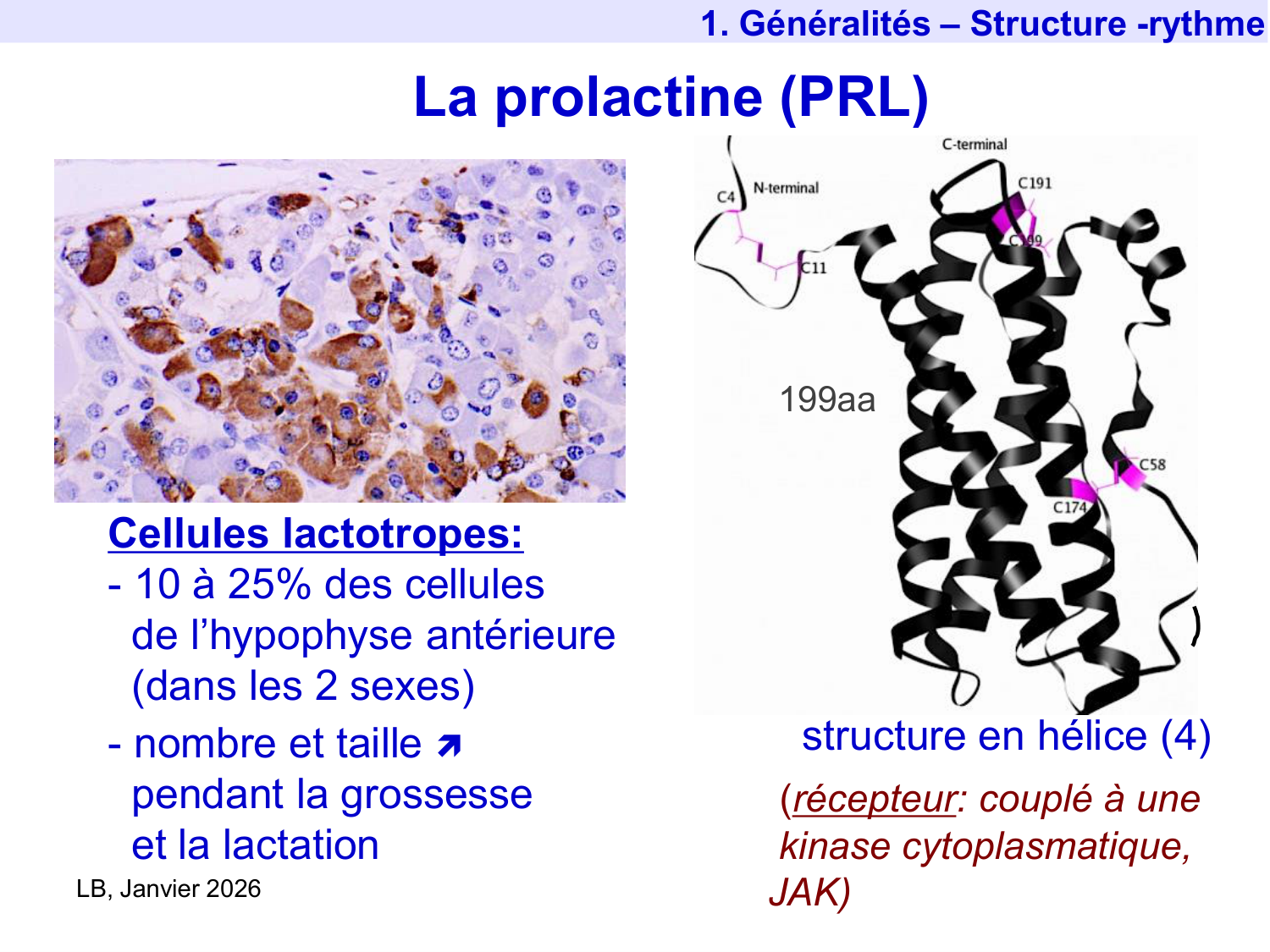 Hormone de croissance et prolactine page 42