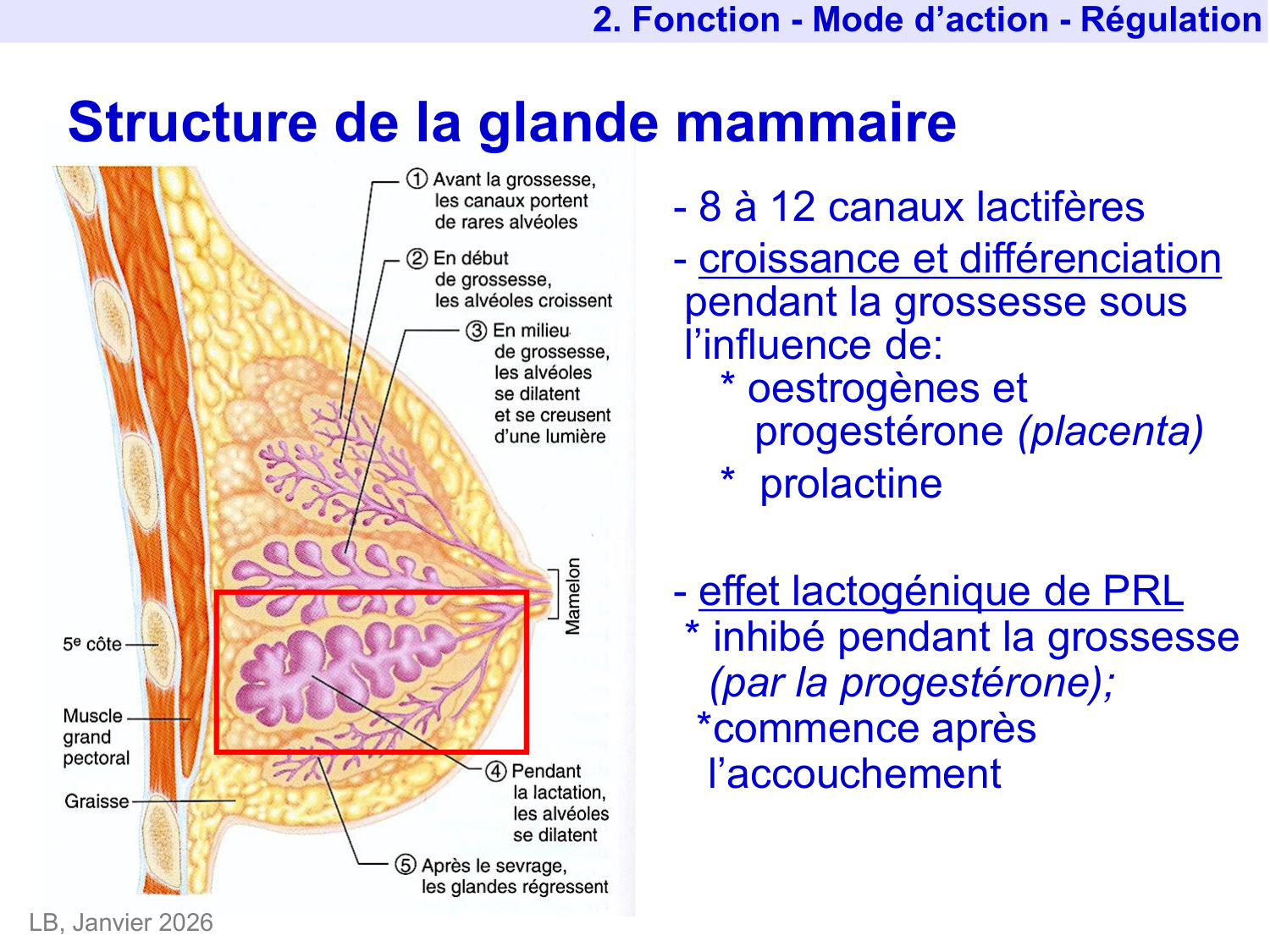 Hormone de croissance et prolactine page 46