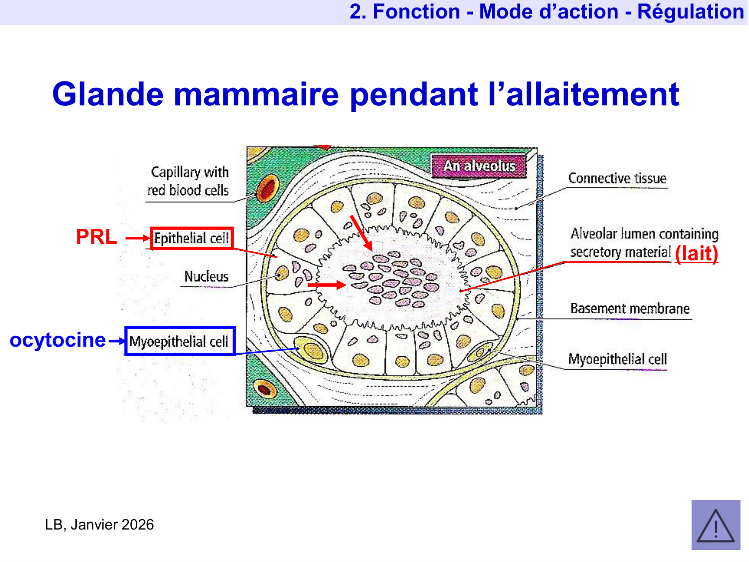 Hormone de croissance et prolactine page 47