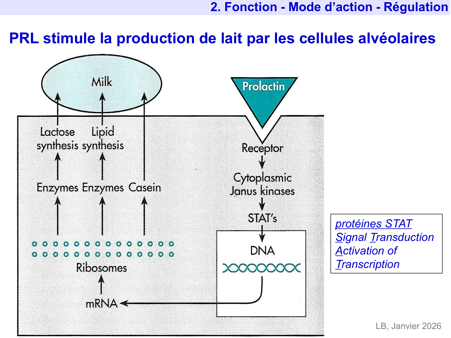 Hormone de croissance et prolactine page 48