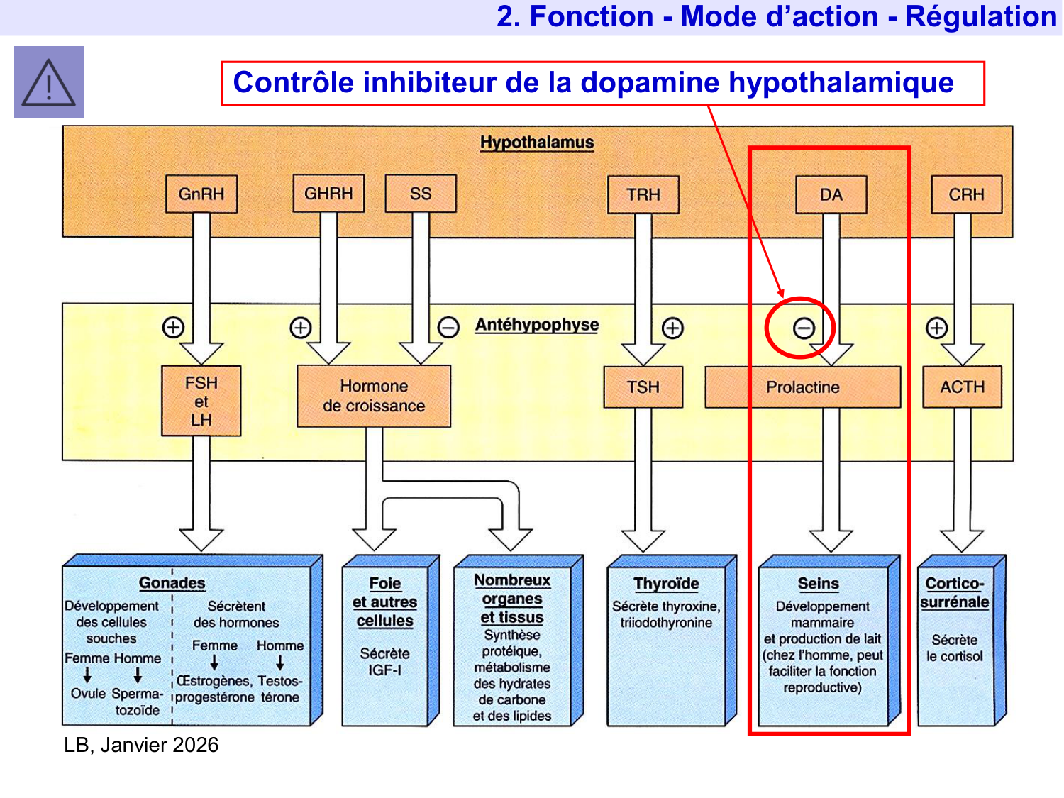 Hormone de croissance et prolactine page 49