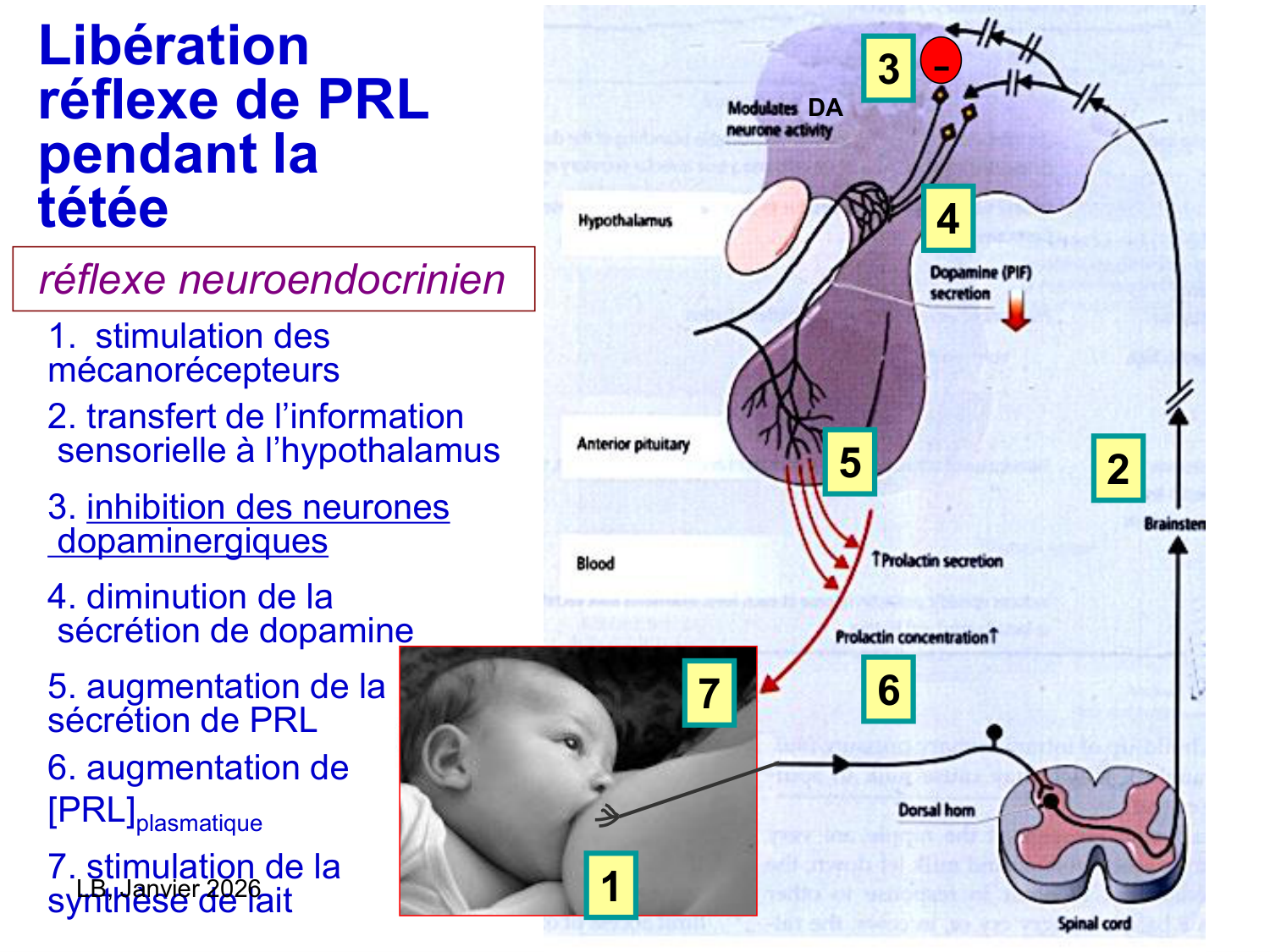 Hormone de croissance et prolactine page 50