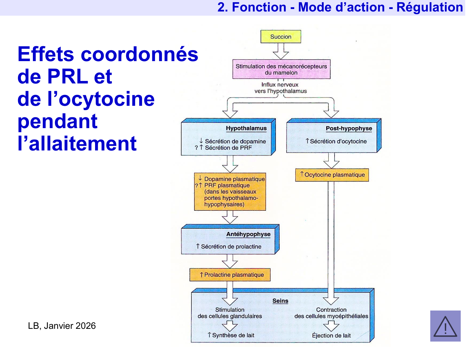 Hormone de croissance et prolactine page 51