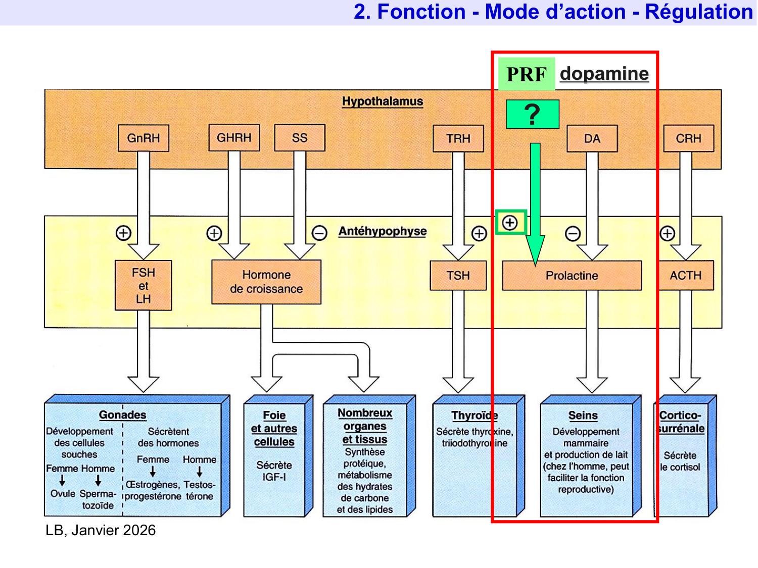 Hormone de croissance et prolactine page 52