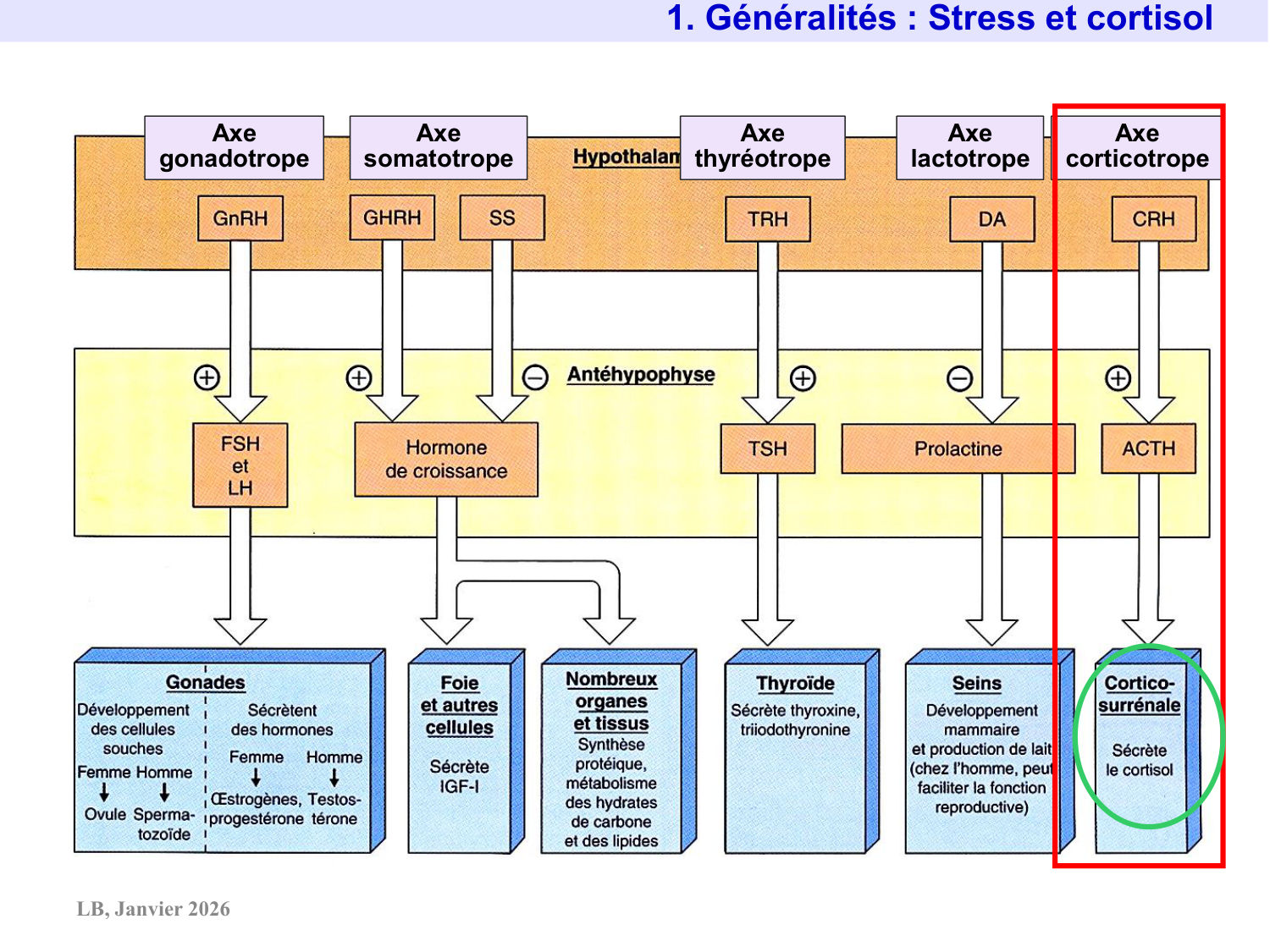 Axe CRH-ACTH-cortisol page 3