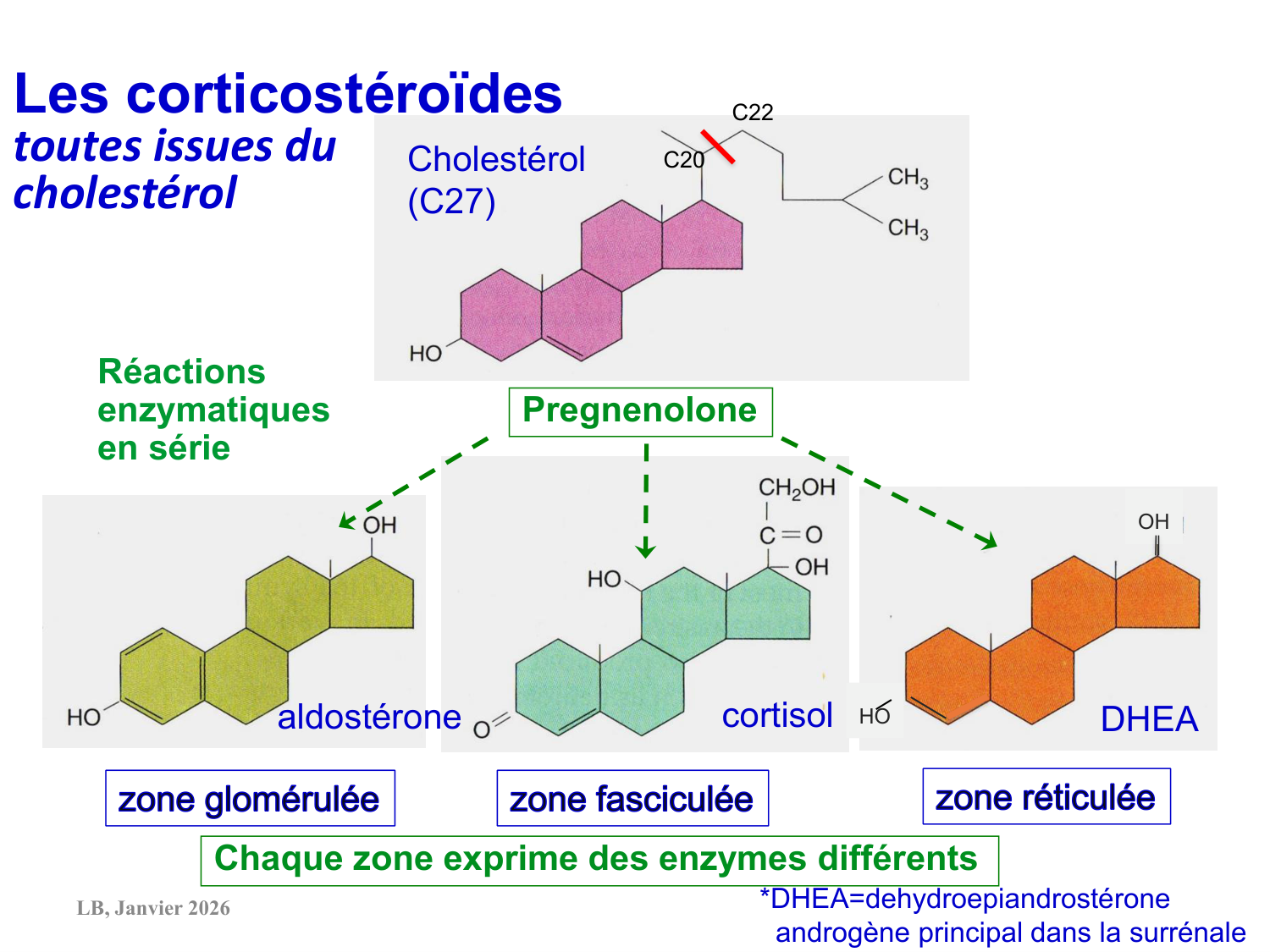 Axe CRH-ACTH-cortisol page 6