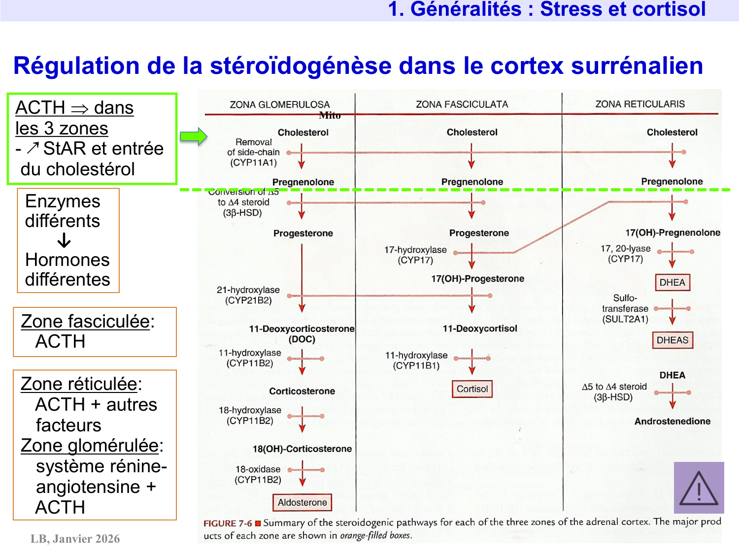 Axe CRH-ACTH-cortisol page 7
