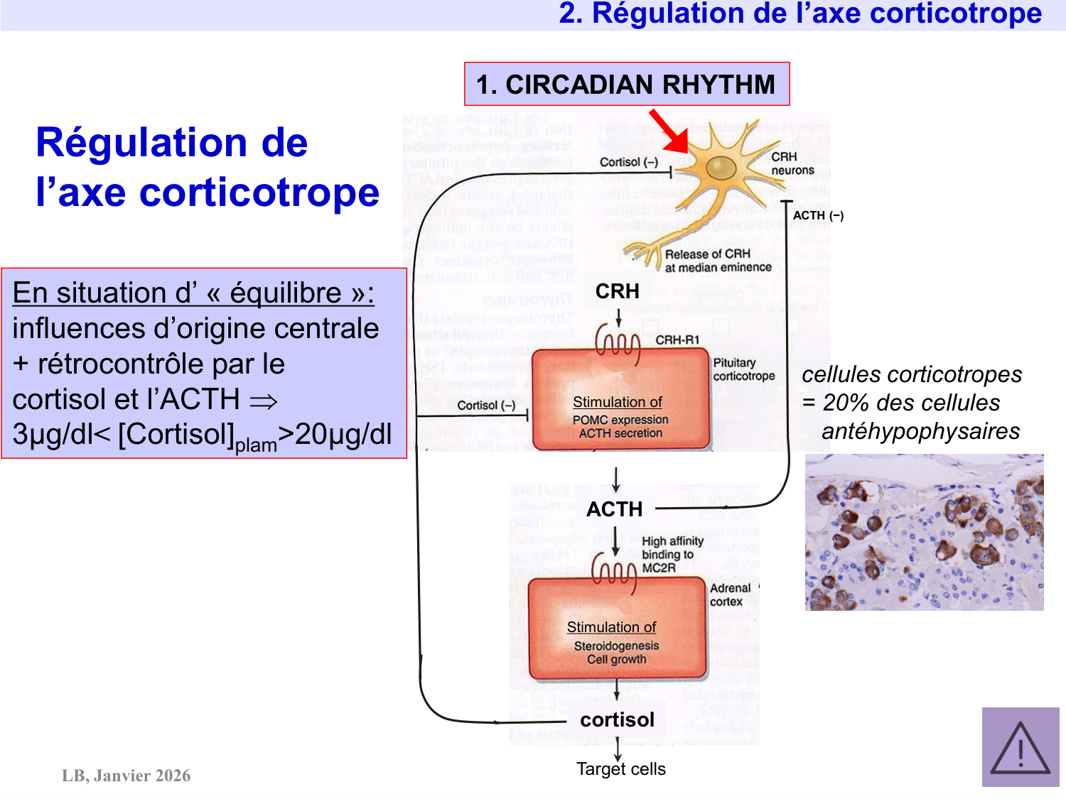 Axe CRH-ACTH-cortisol page 9