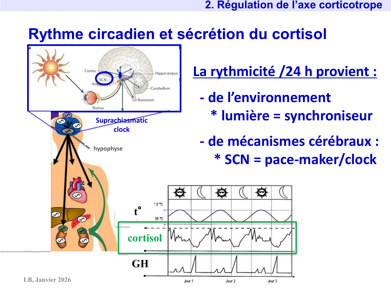 Axe CRH-ACTH-cortisol page 10