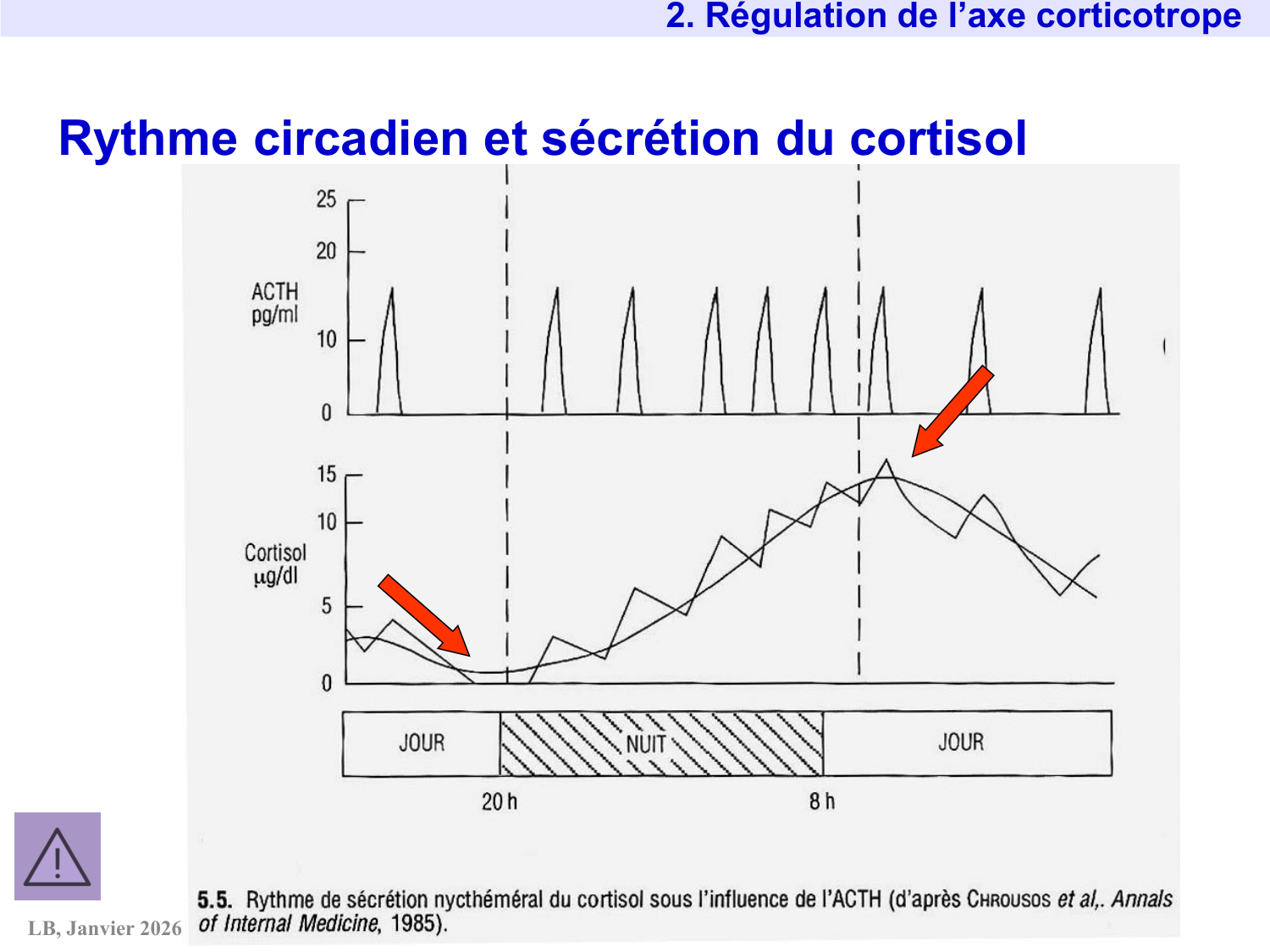 Axe CRH-ACTH-cortisol page 11