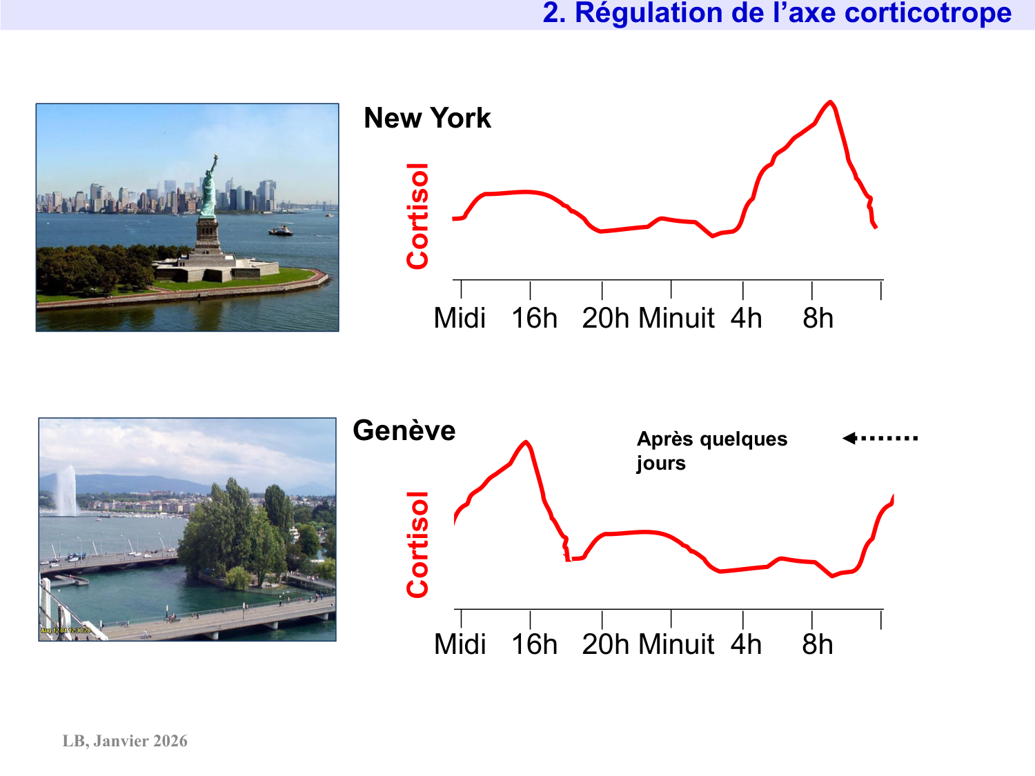 Axe CRH-ACTH-cortisol page 13