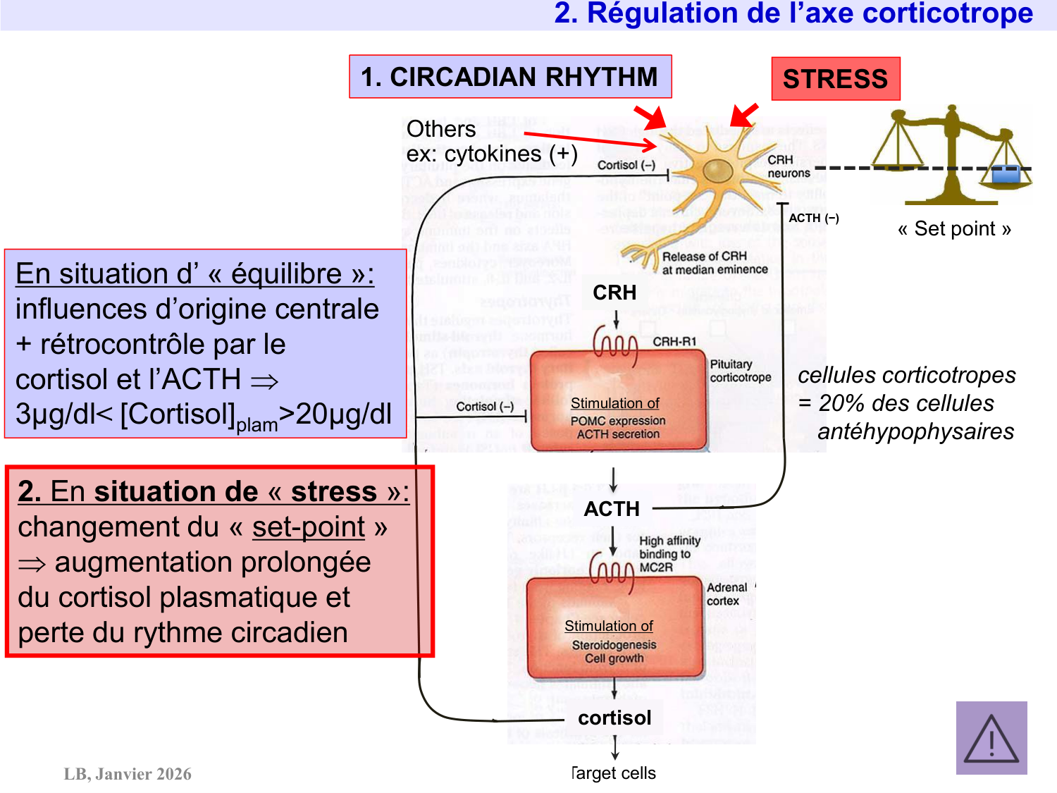 Axe CRH-ACTH-cortisol page 14