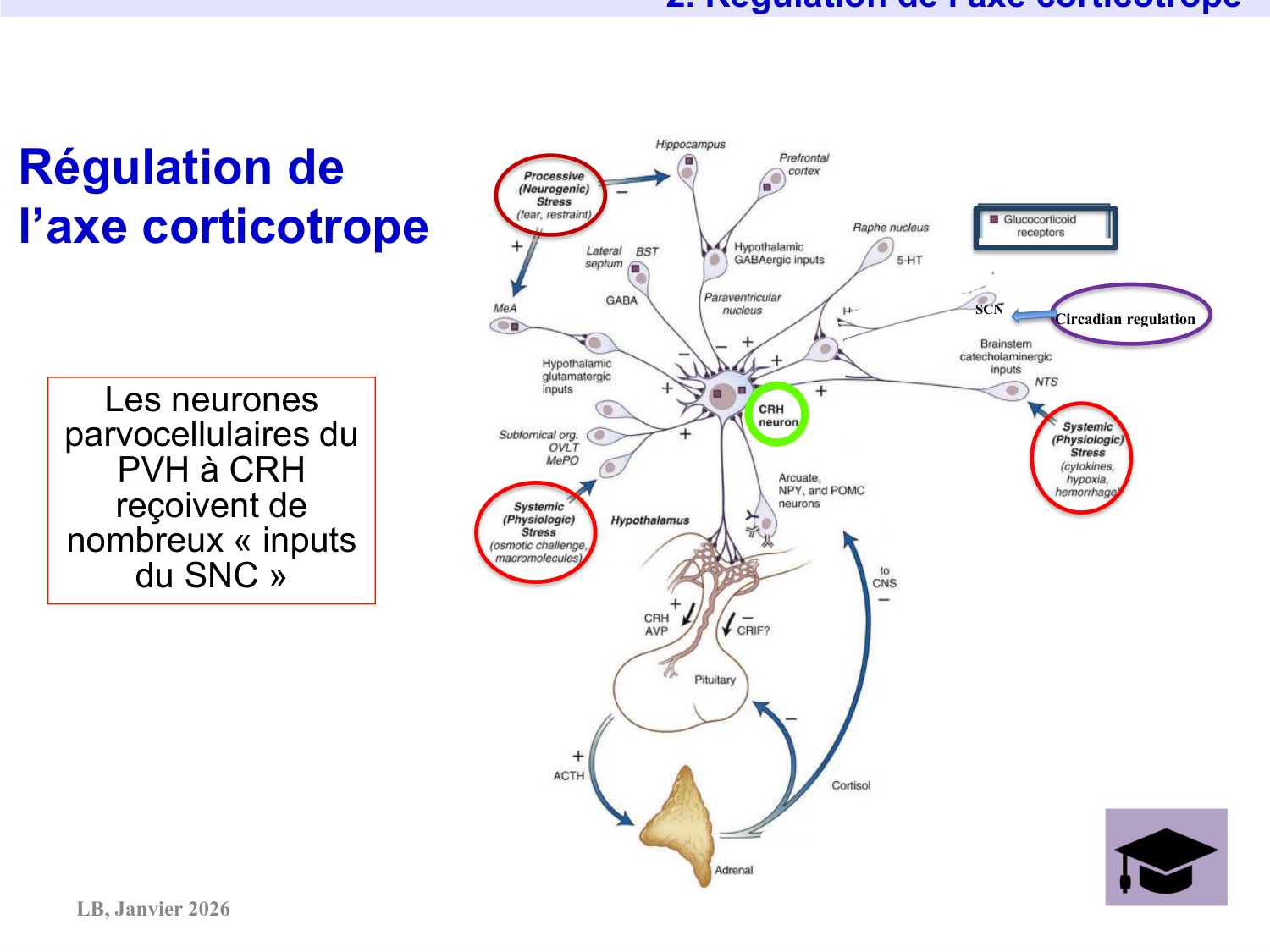 Axe CRH-ACTH-cortisol page 18