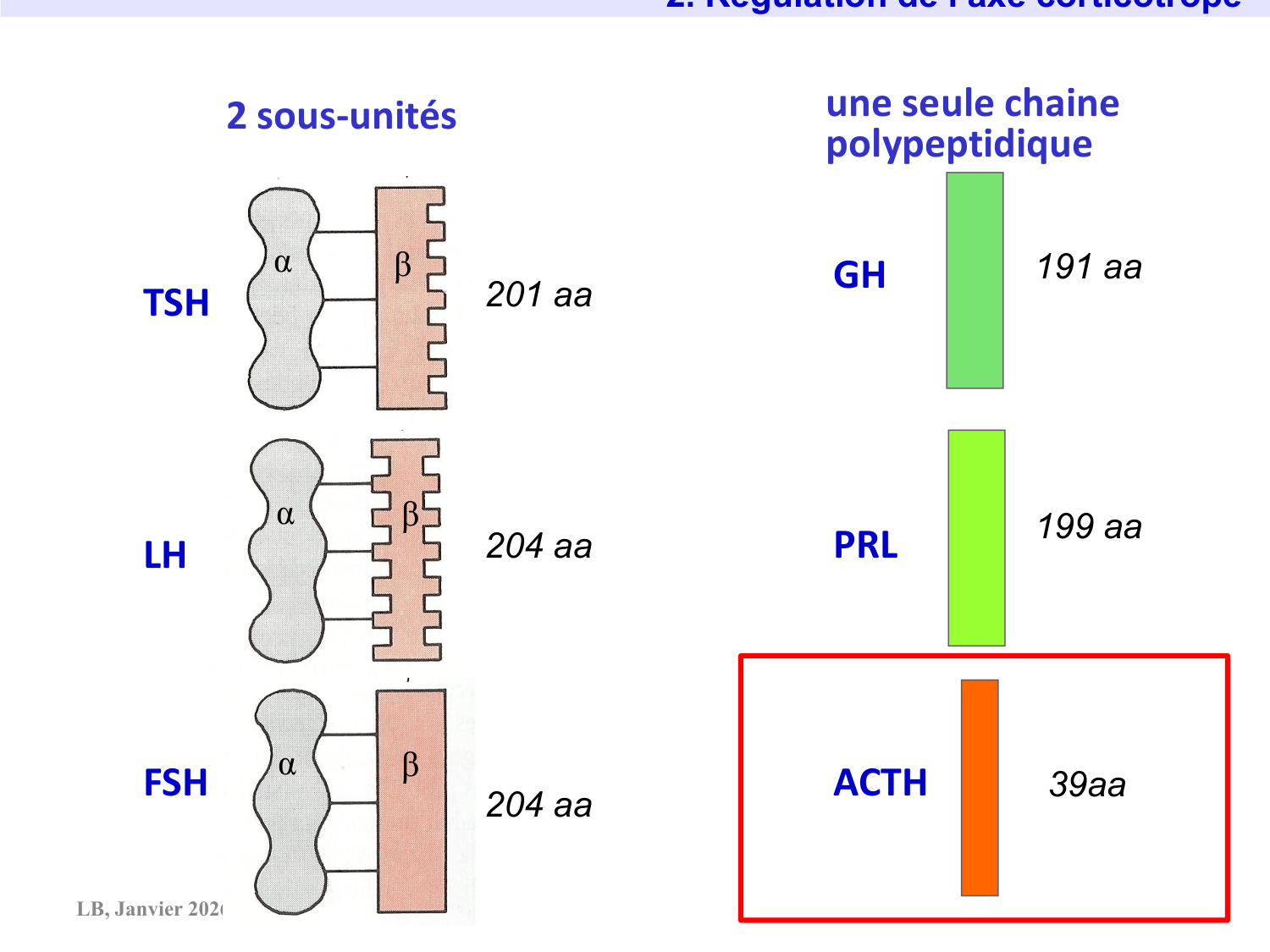 Axe CRH-ACTH-cortisol page 19