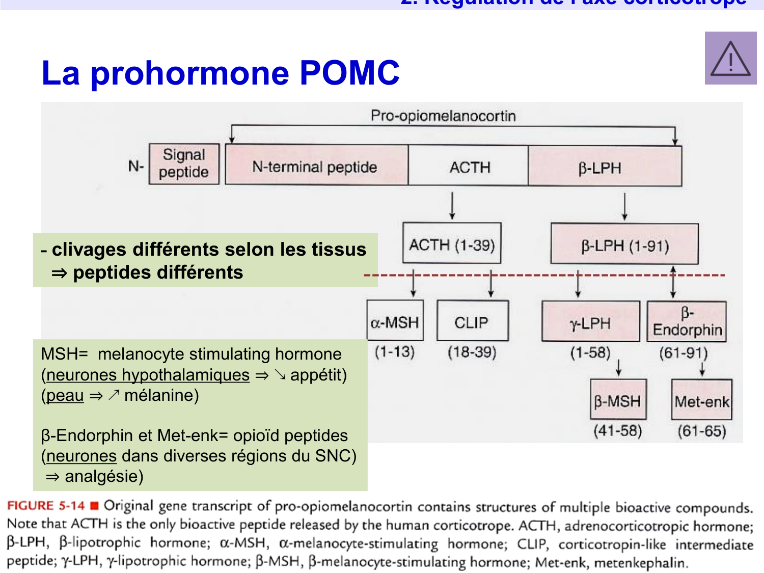 Axe CRH-ACTH-cortisol page 21
