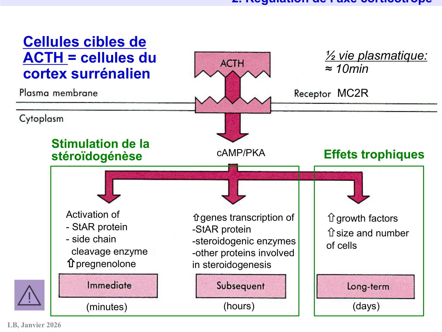 Axe CRH-ACTH-cortisol page 22