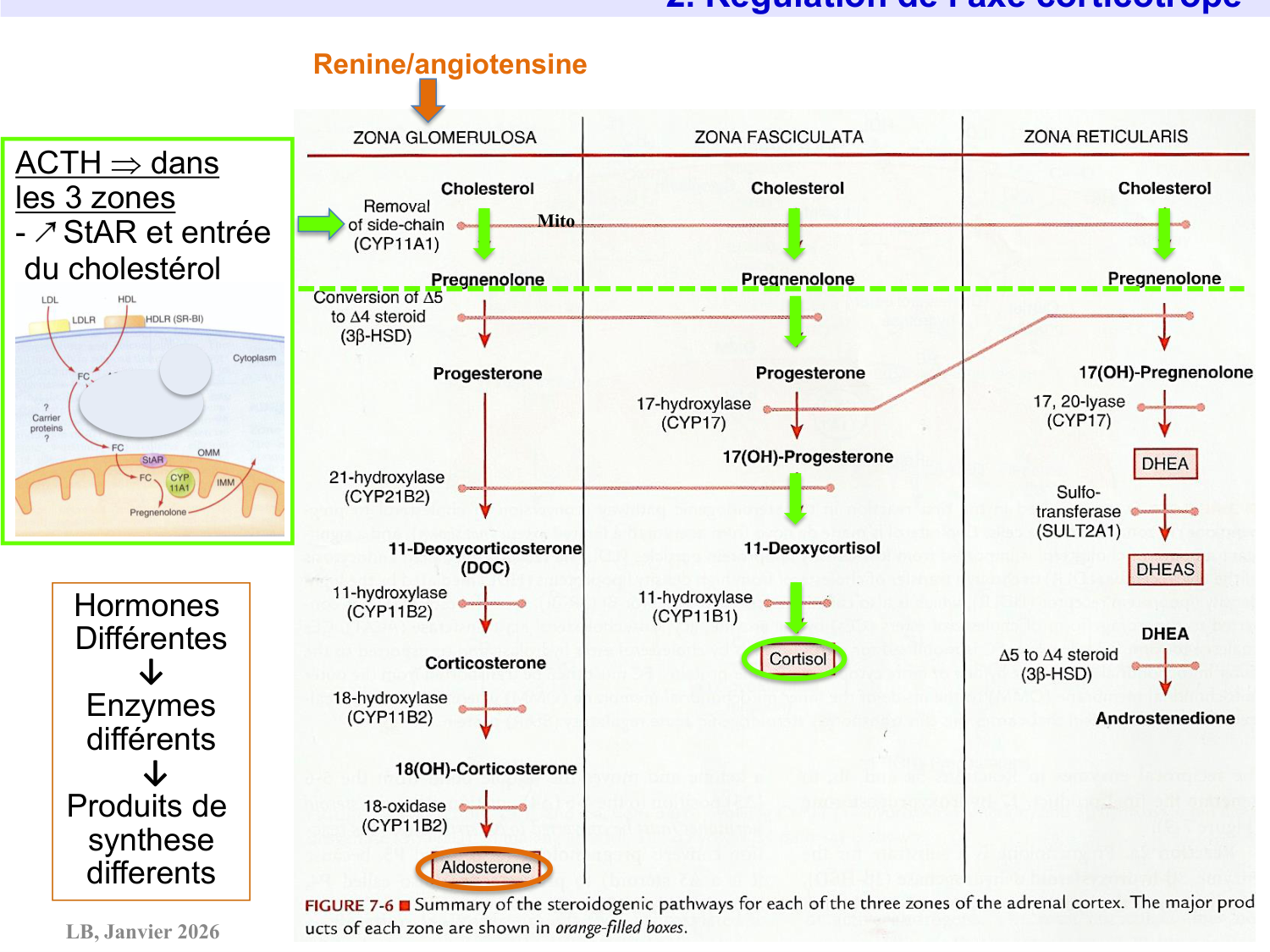Axe CRH-ACTH-cortisol page 24