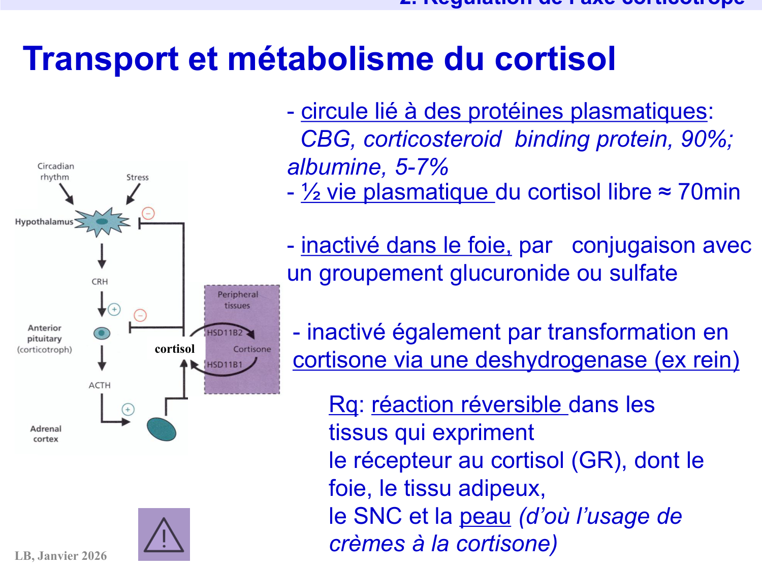 Axe CRH-ACTH-cortisol page 25