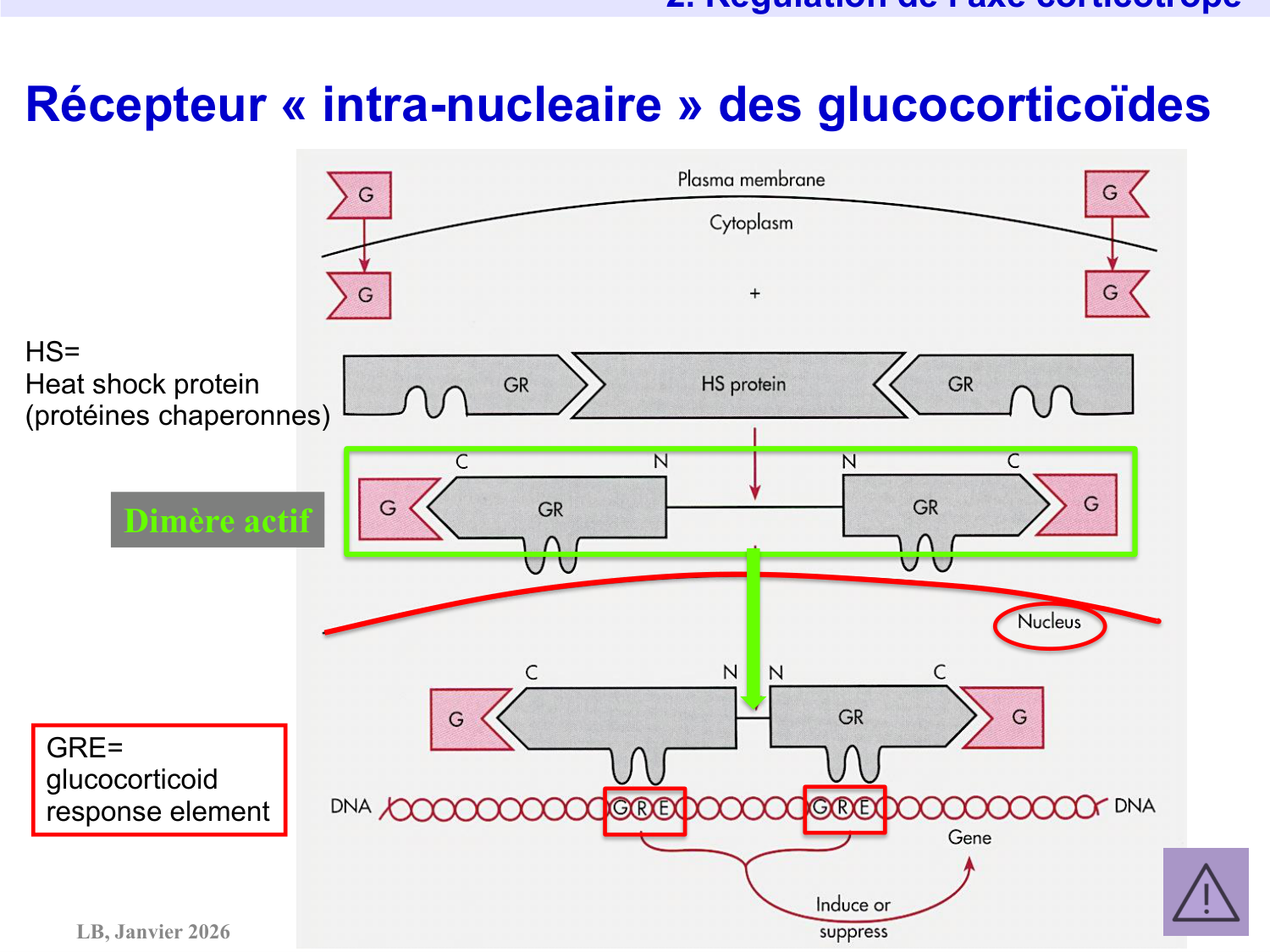 Axe CRH-ACTH-cortisol page 26
