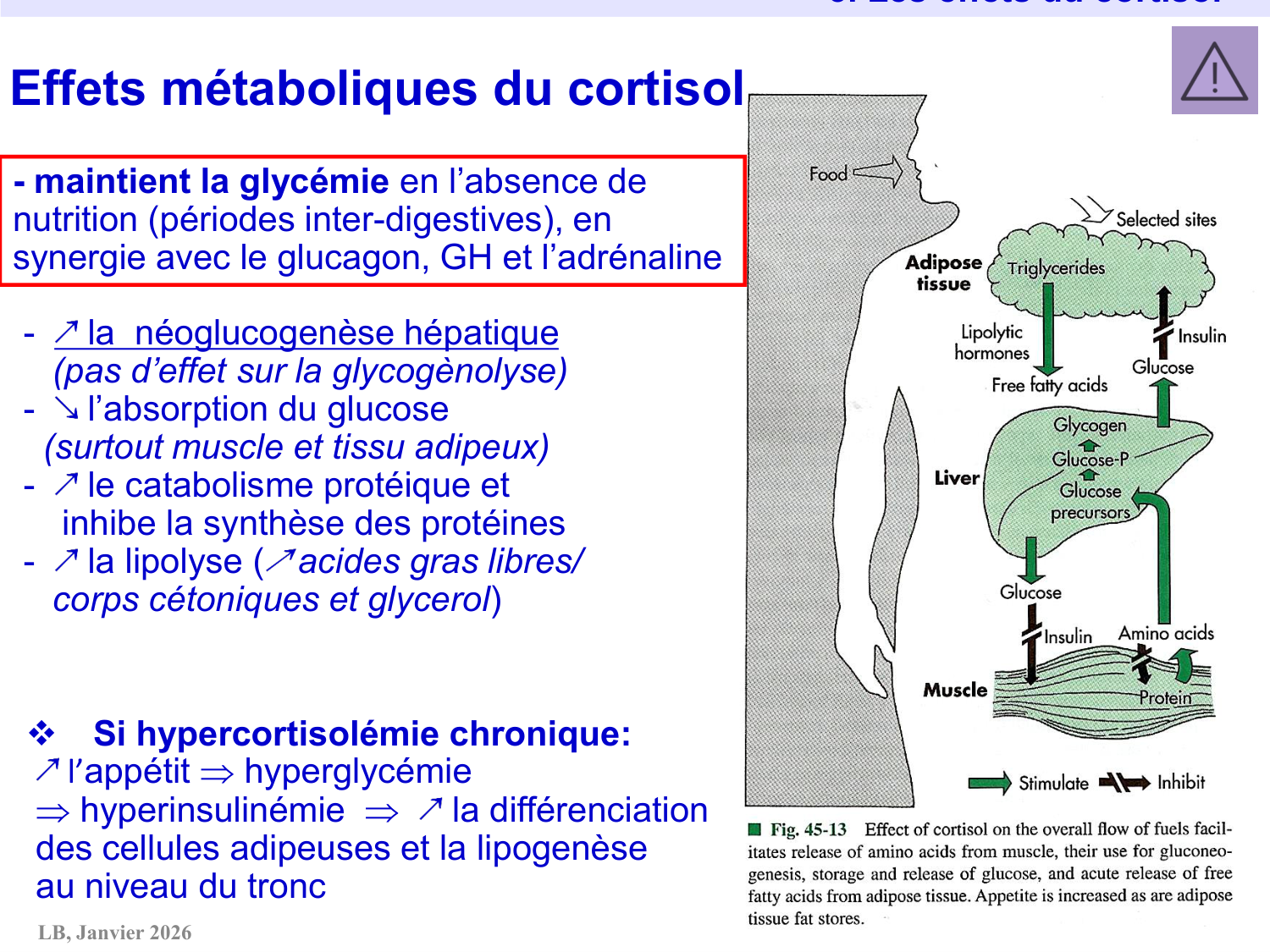 Axe CRH-ACTH-cortisol page 28