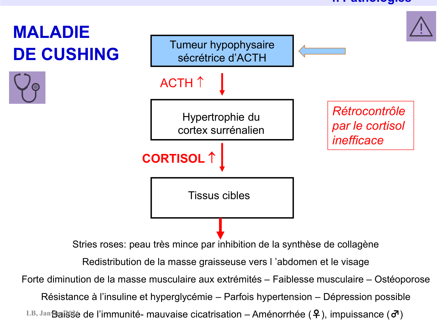 Axe CRH-ACTH-cortisol page 33
