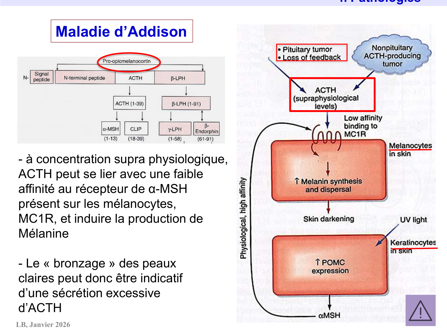 Axe CRH-ACTH-cortisol page 37