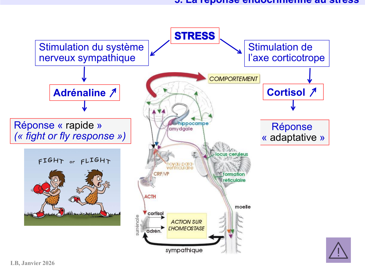 Axe CRH-ACTH-cortisol page 40