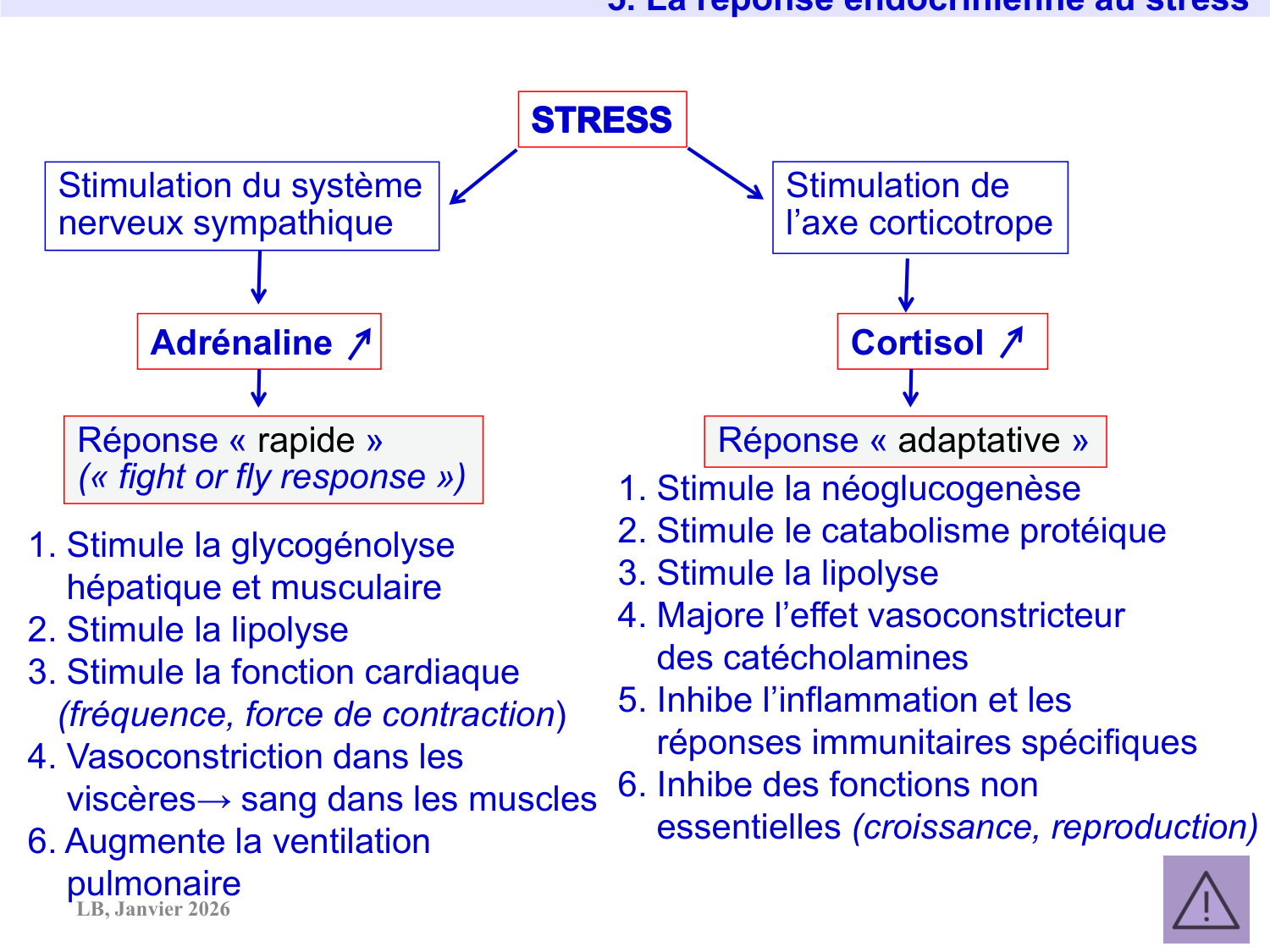 Axe CRH-ACTH-cortisol page 41