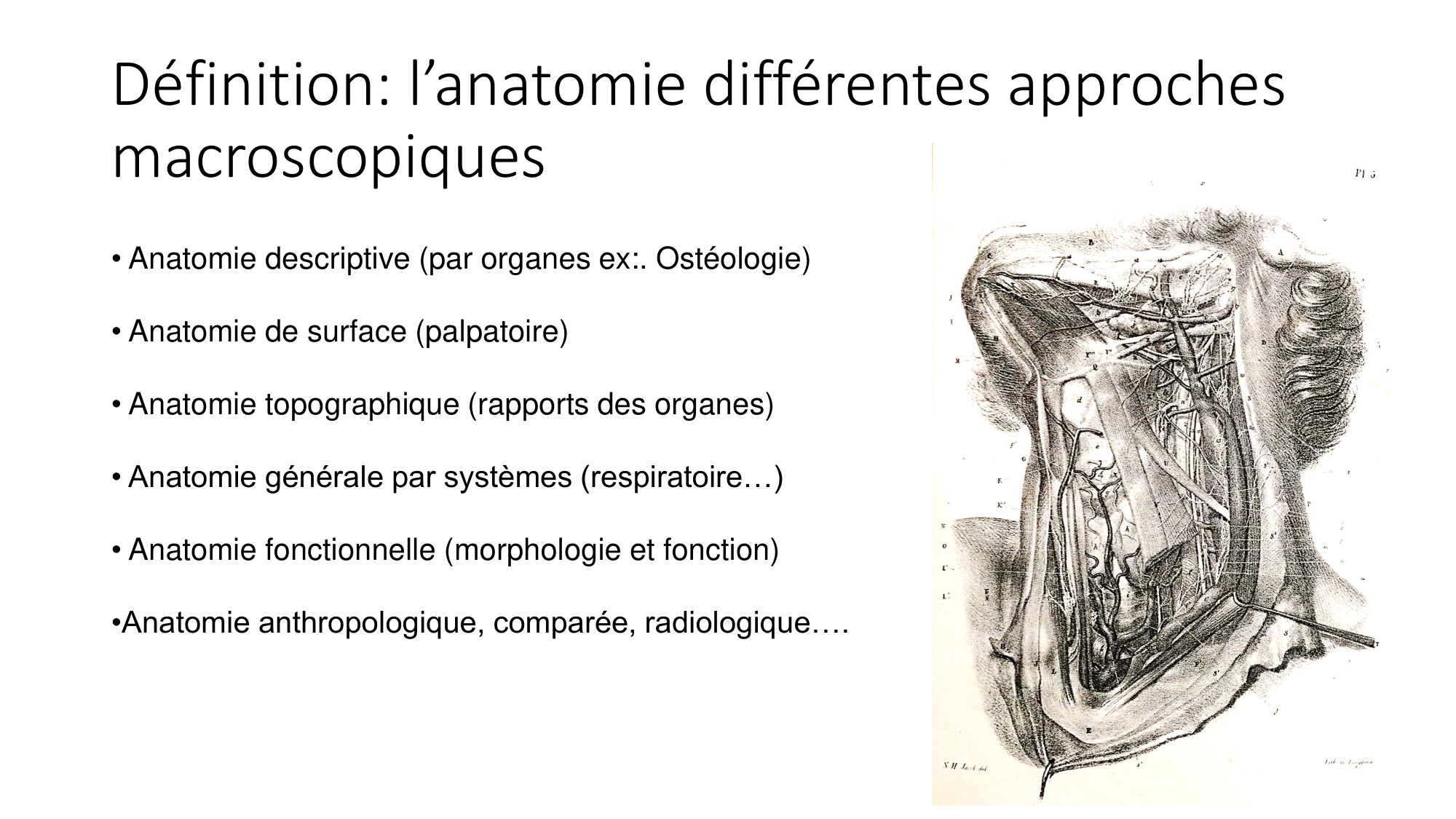 cours dintroduction anatomie 2025-26 page 11
