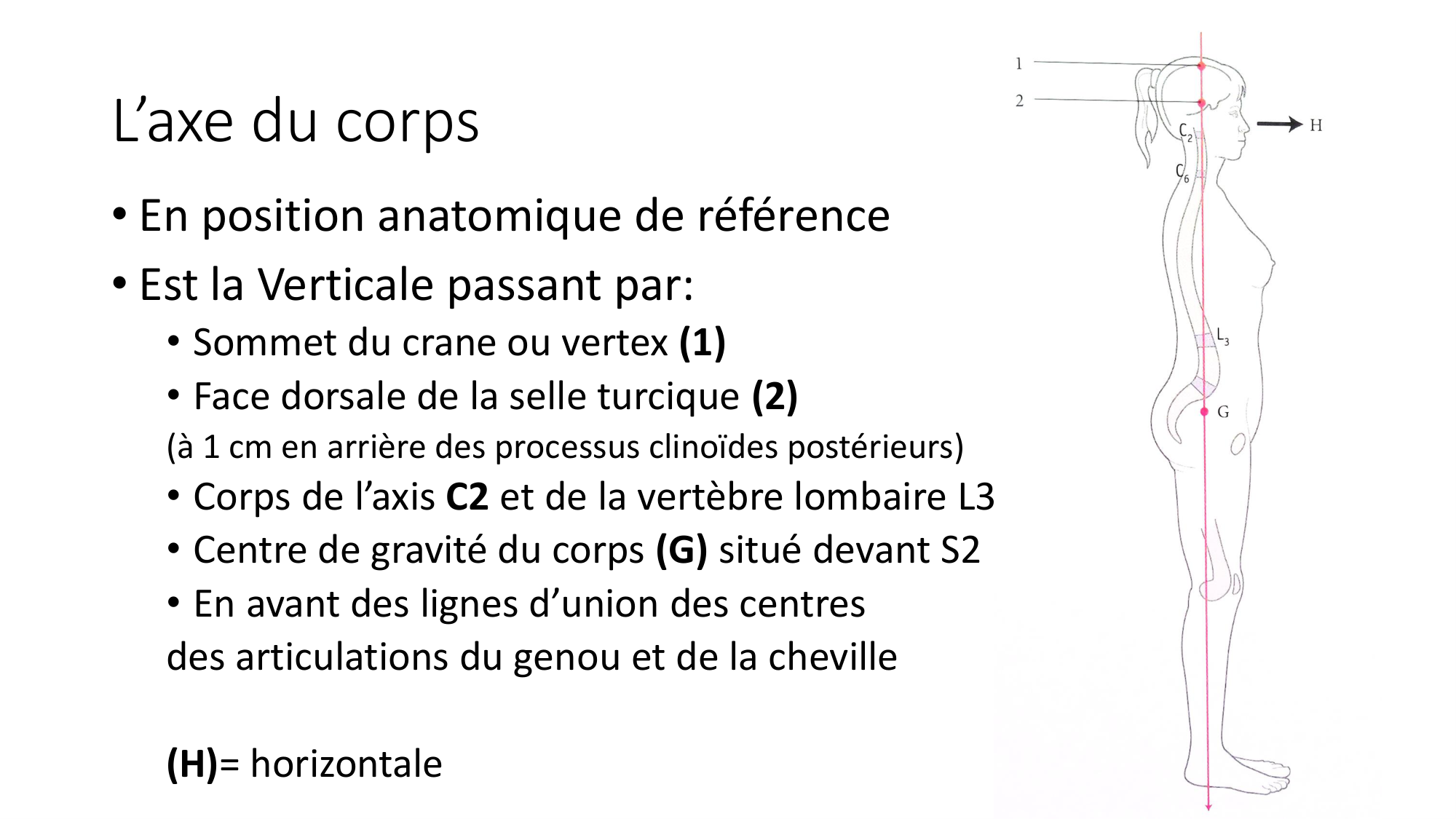 cours dintroduction anatomie 2025-26 page 15