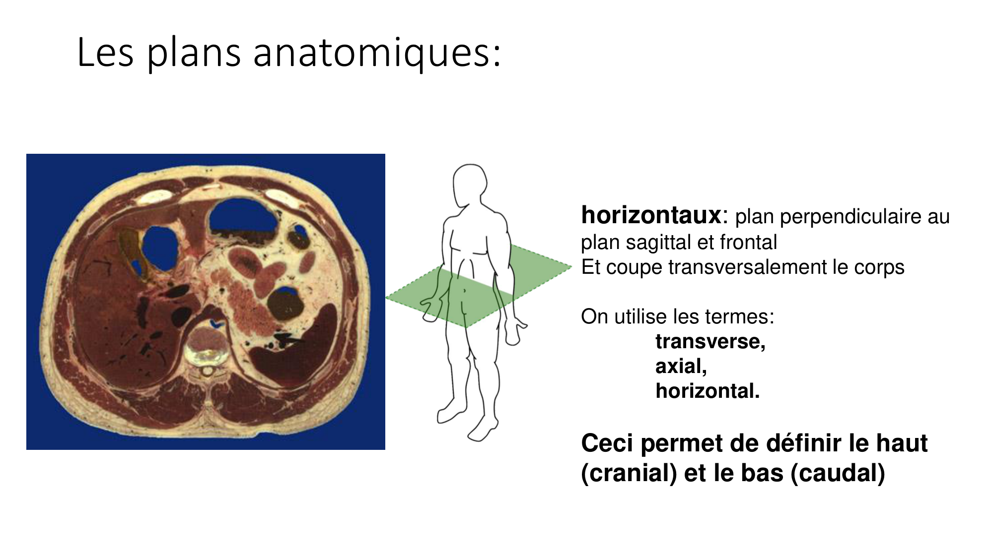 cours dintroduction anatomie 2025-26 page 21