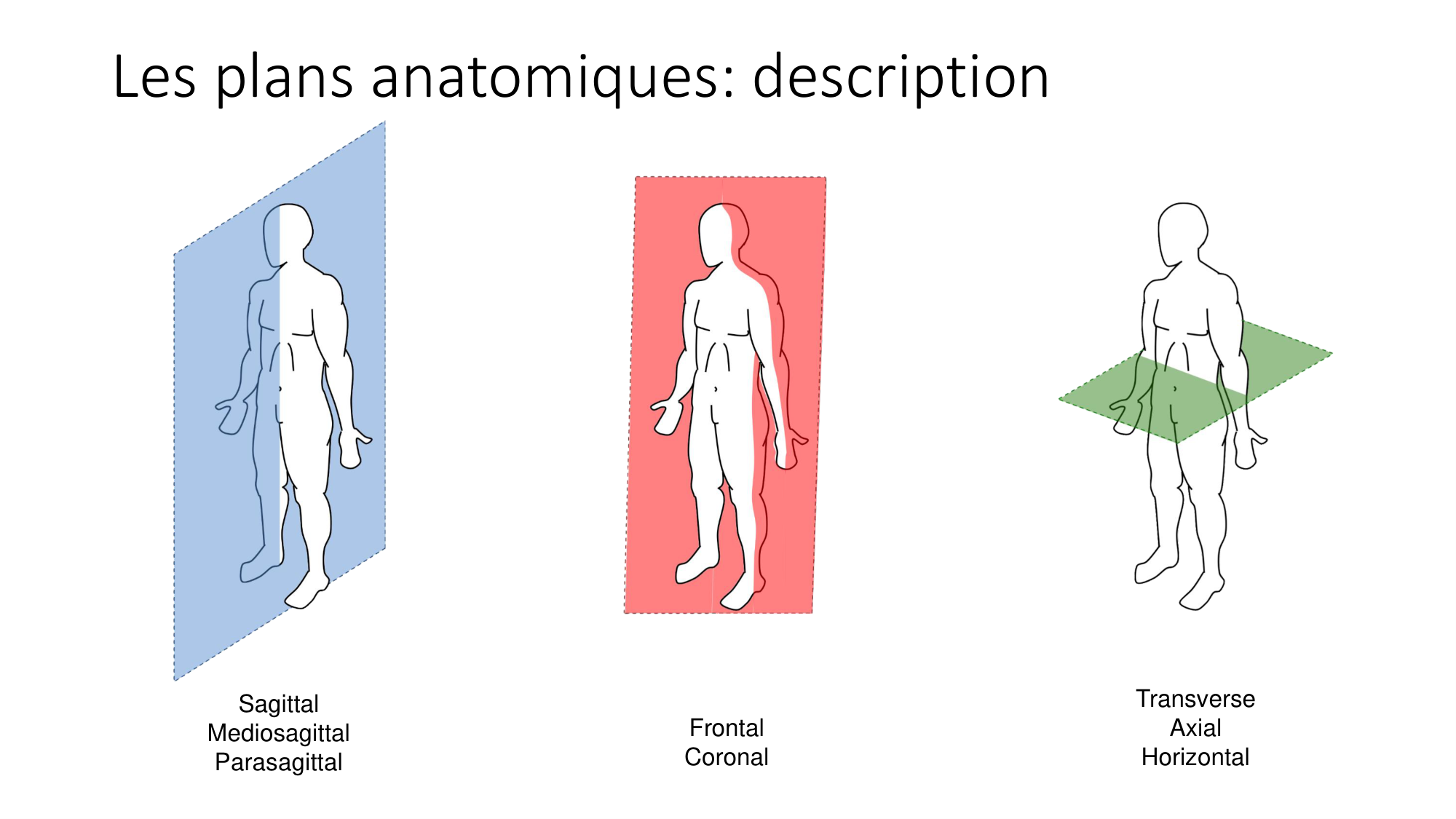 cours dintroduction anatomie 2025-26 page 22