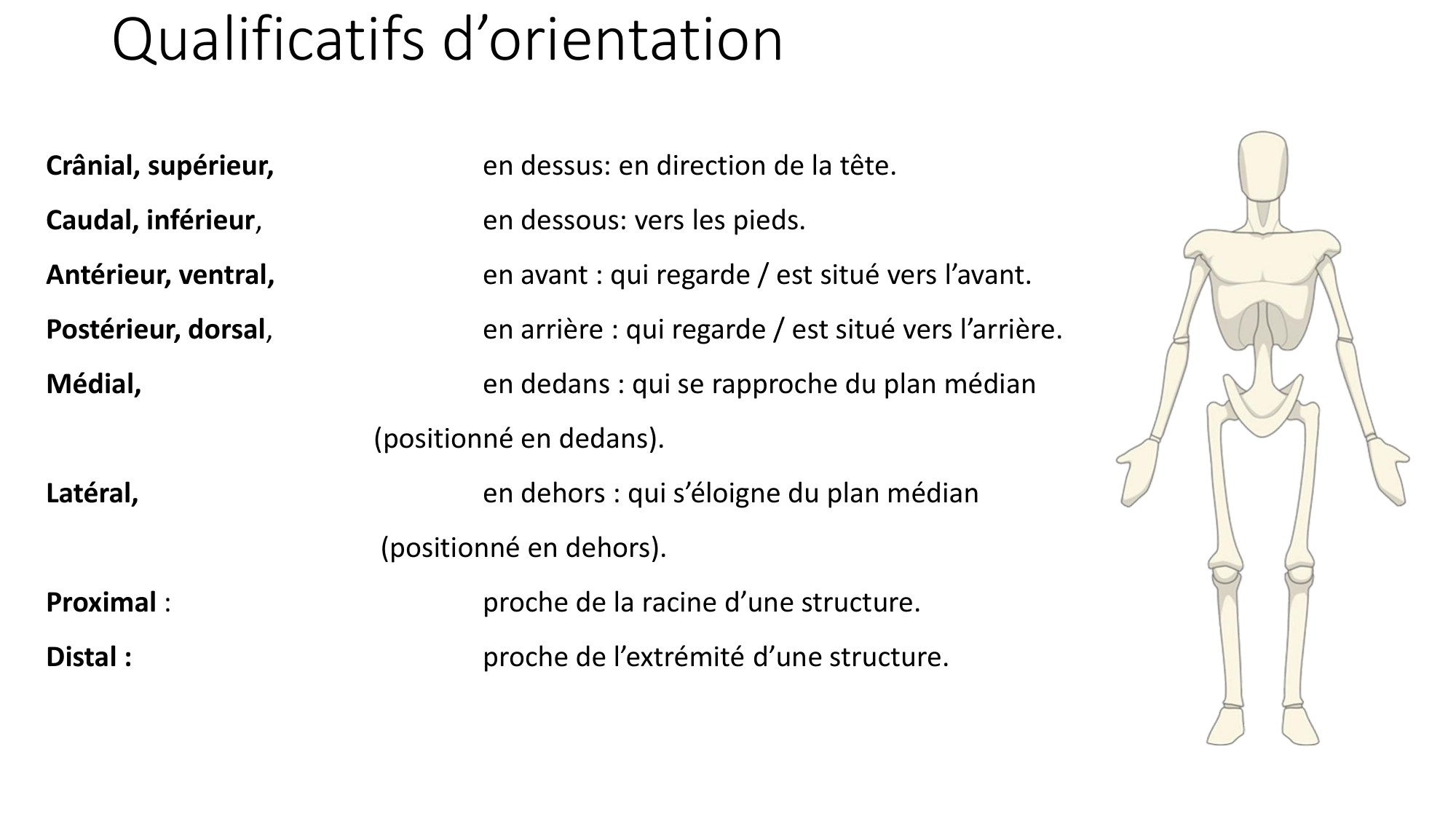 cours dintroduction anatomie 2025-26 page 25