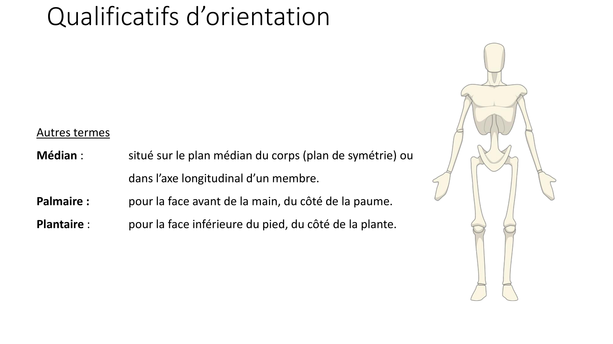 cours dintroduction anatomie 2025-26 page 26