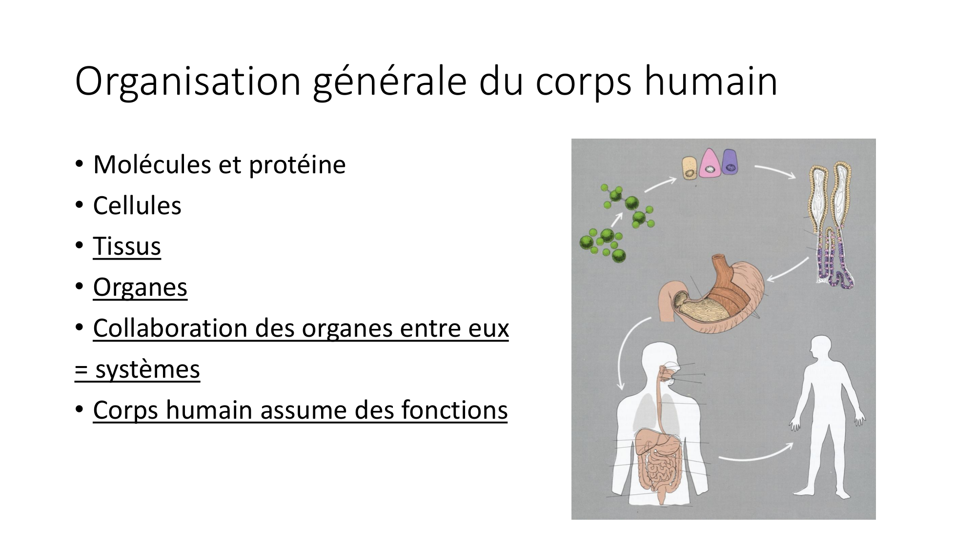 cours dintroduction anatomie 2025-26 page 28