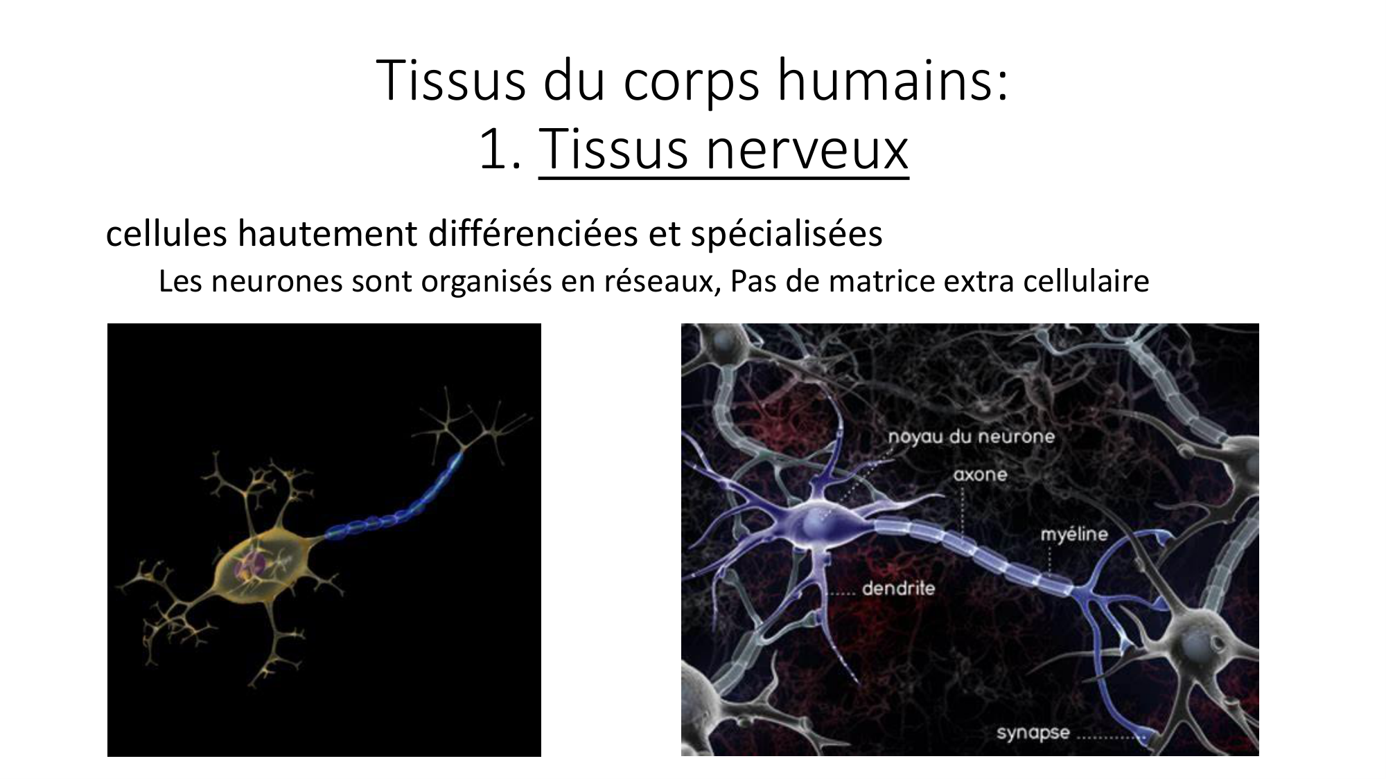 cours dintroduction anatomie 2025-26 page 30