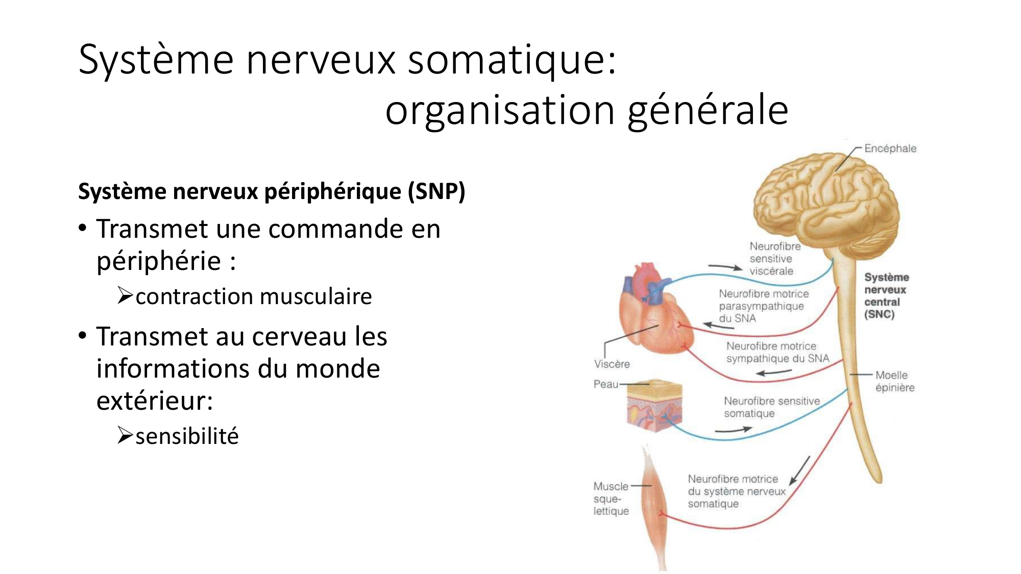 cours dintroduction anatomie 2025-26 page 31