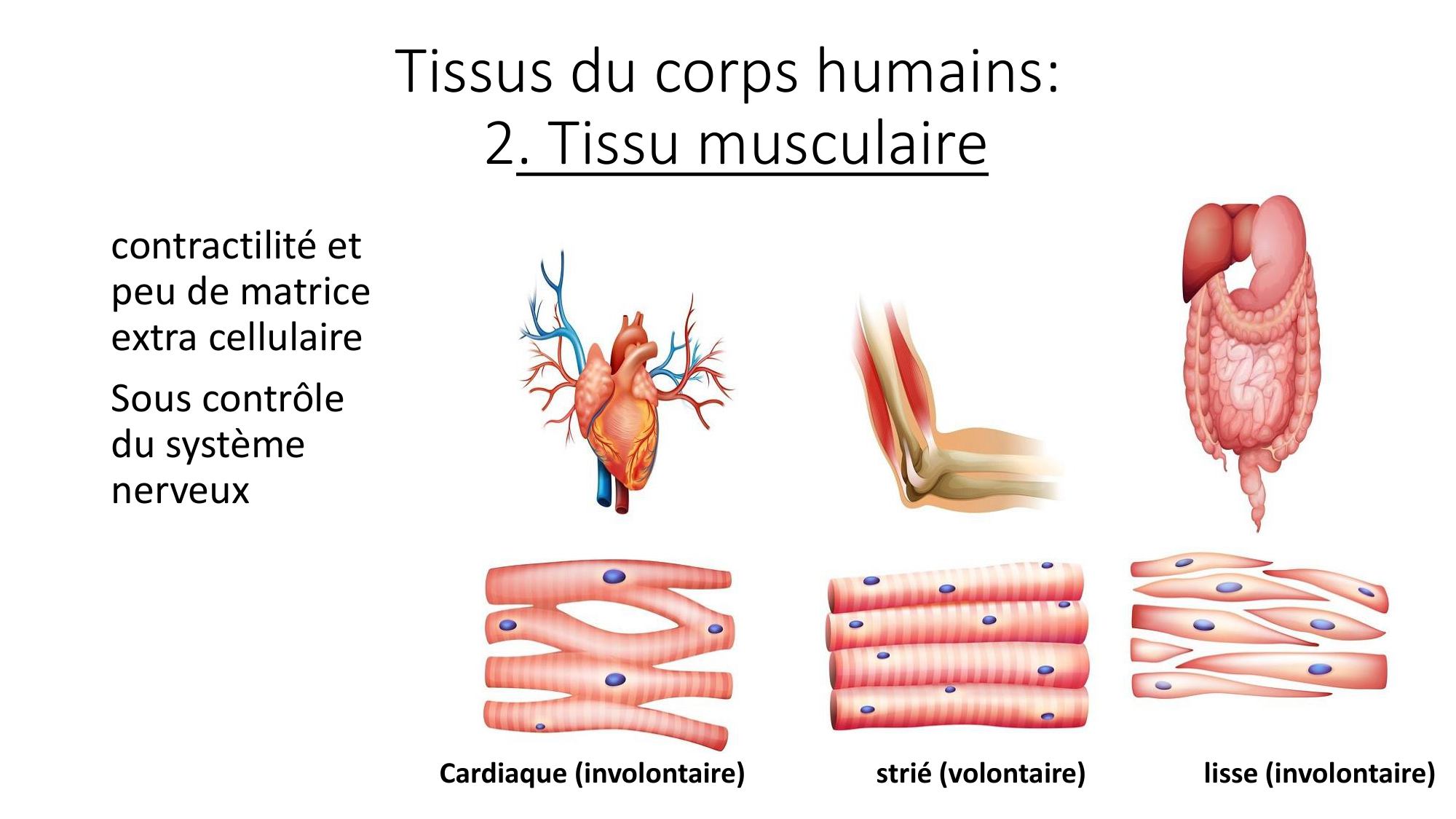 cours dintroduction anatomie 2025-26 page 32